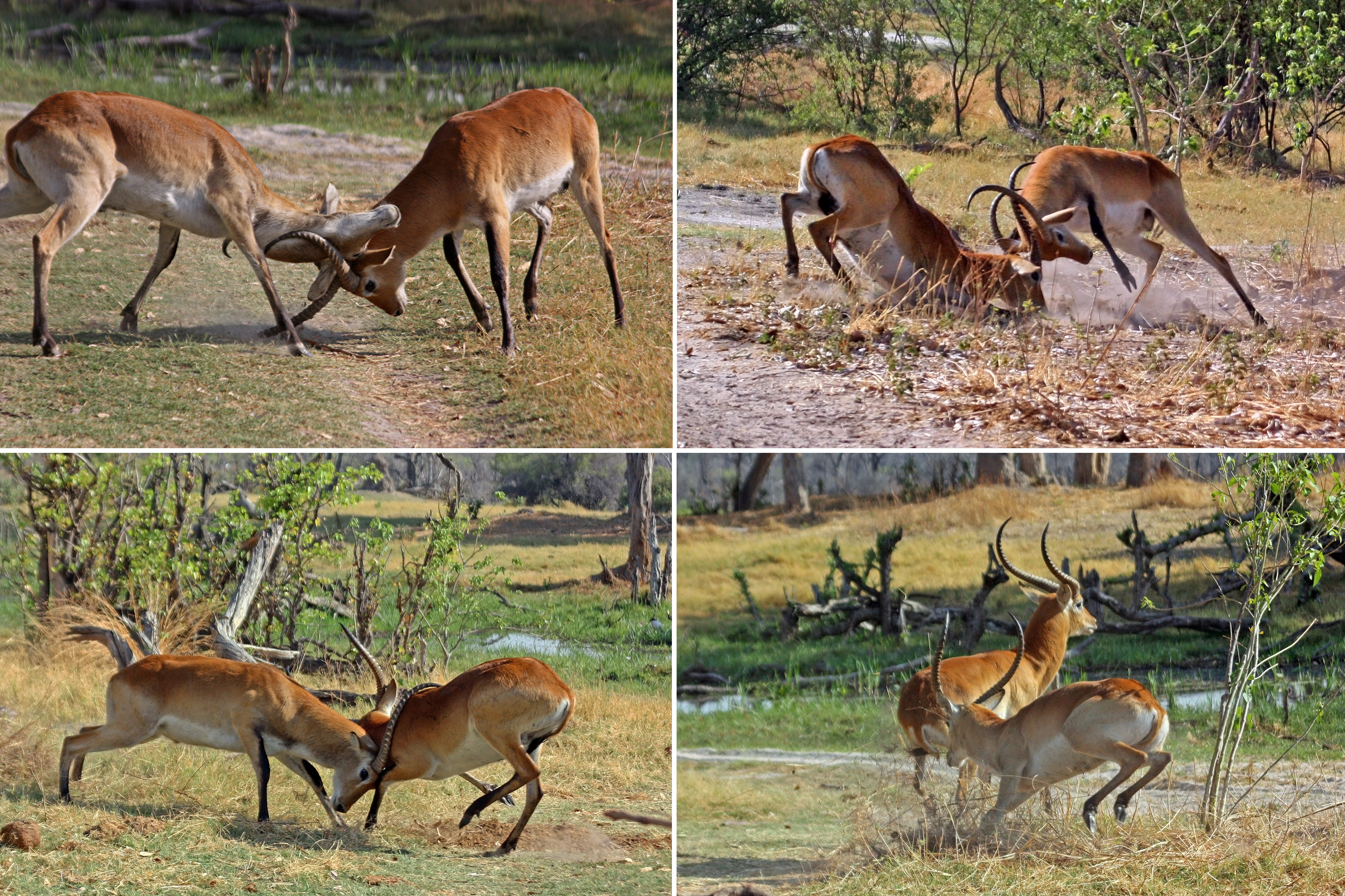 Red lechwe (Kobus leche leche) males fighting, composite