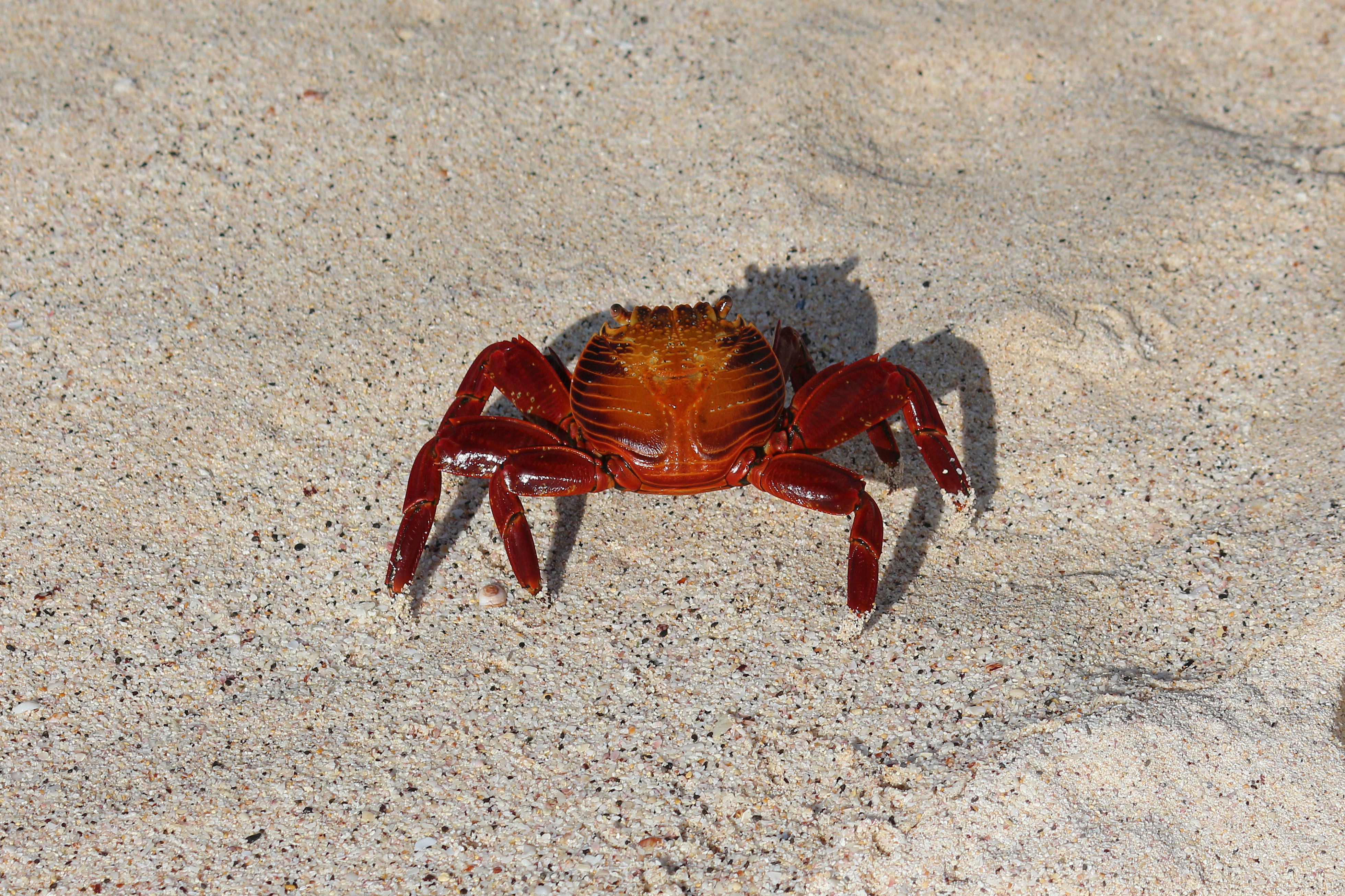 Red rock crab, Galápagos Islands