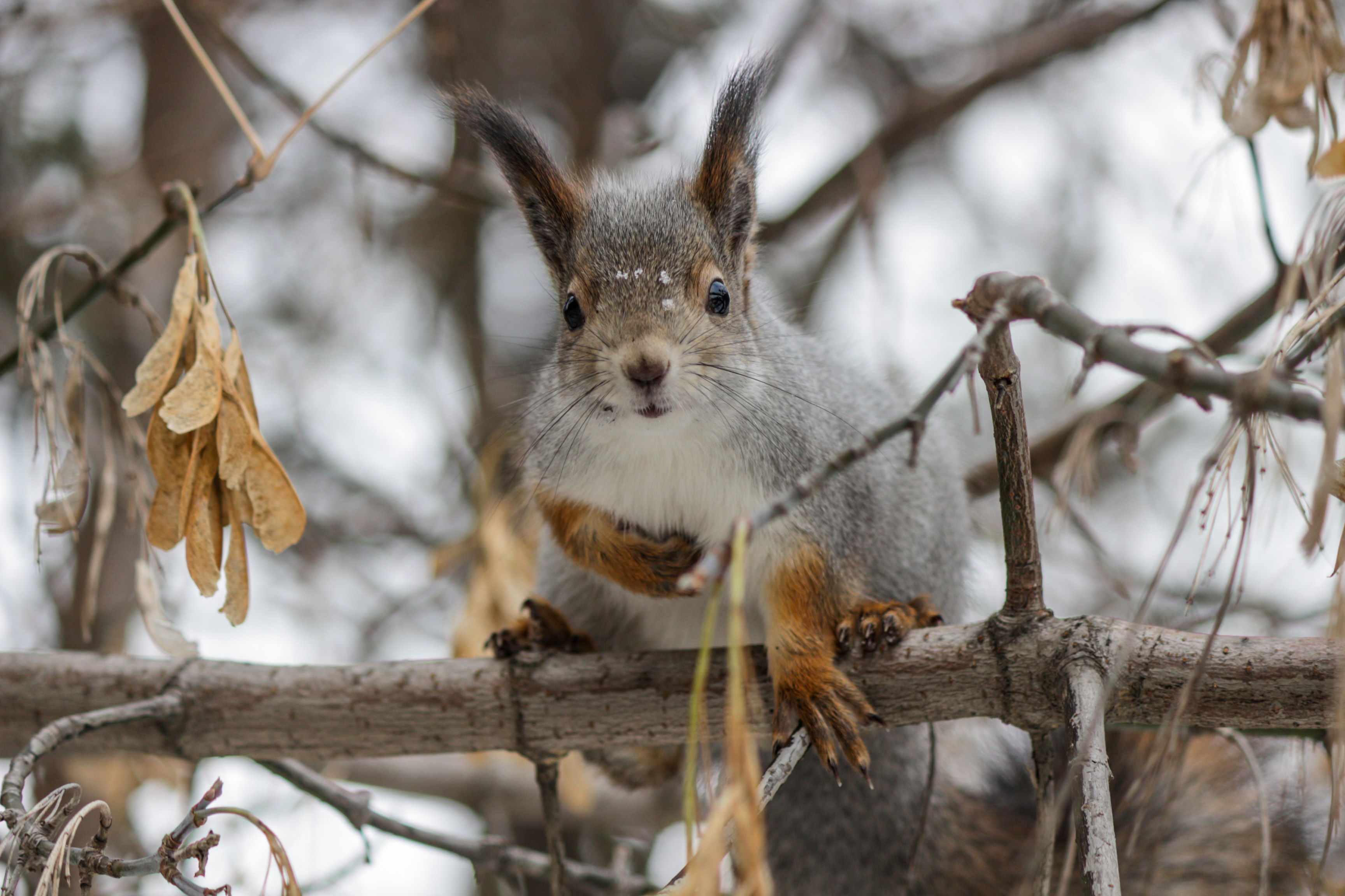 Red Squirrel Urals