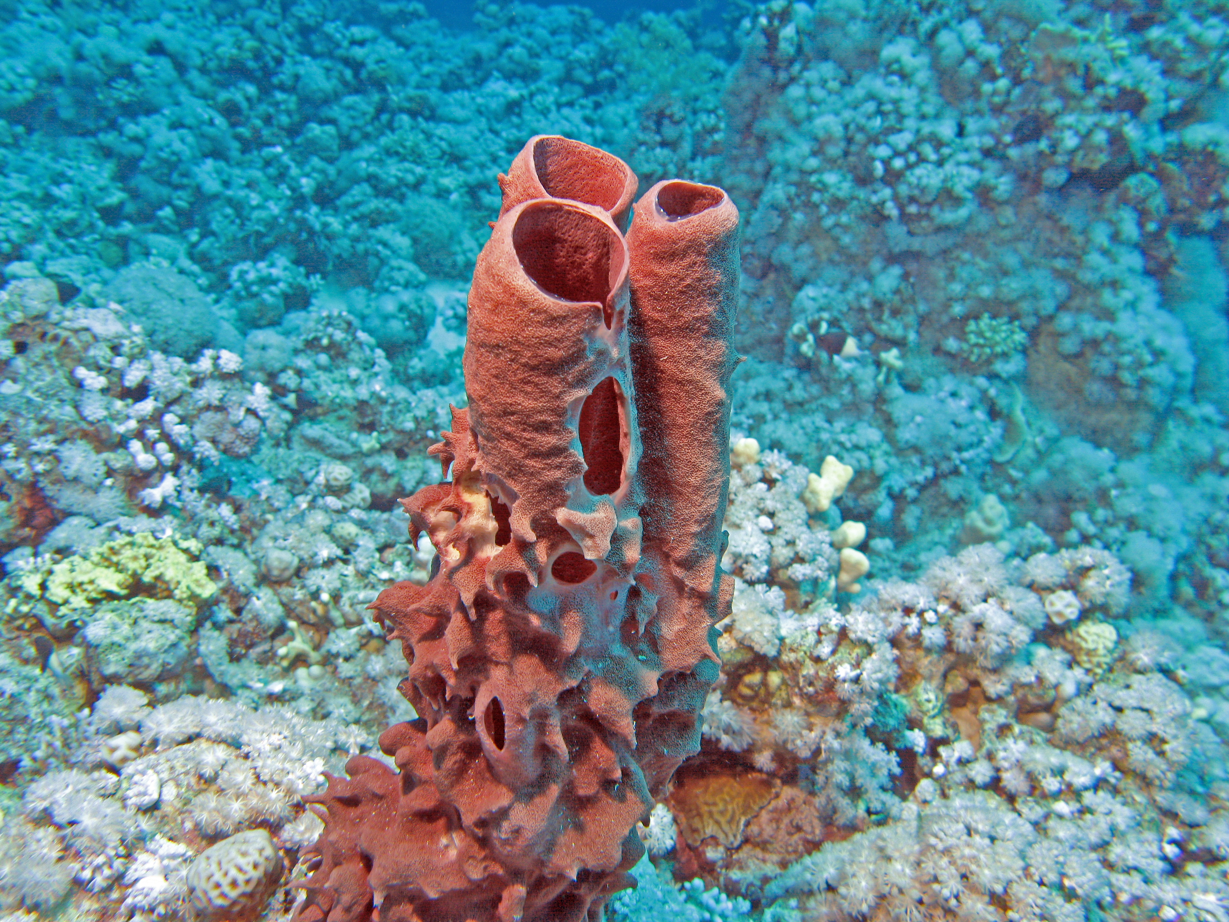 Red Tube Sponge