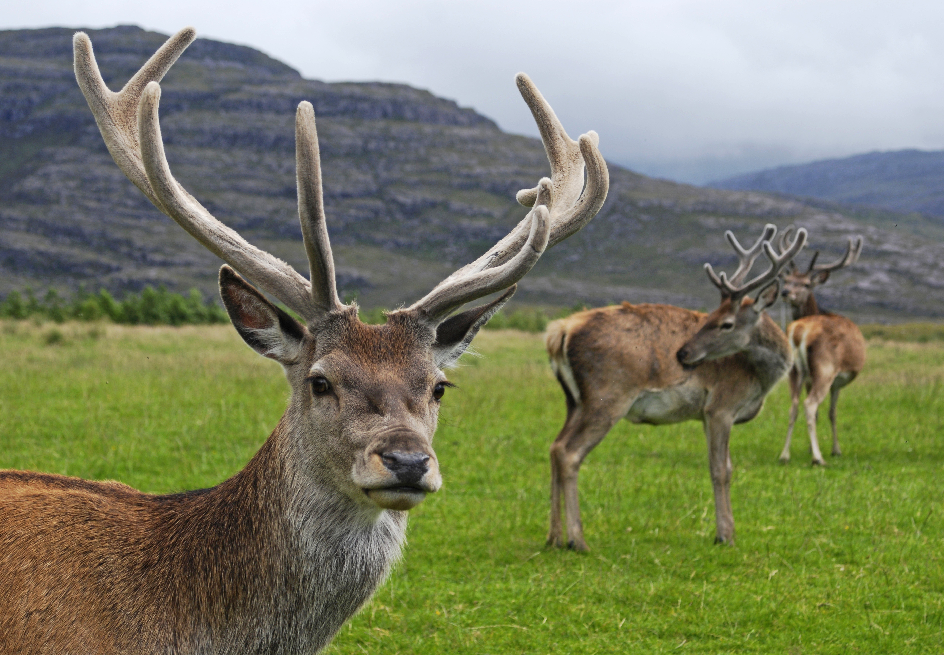 RedDeerStag