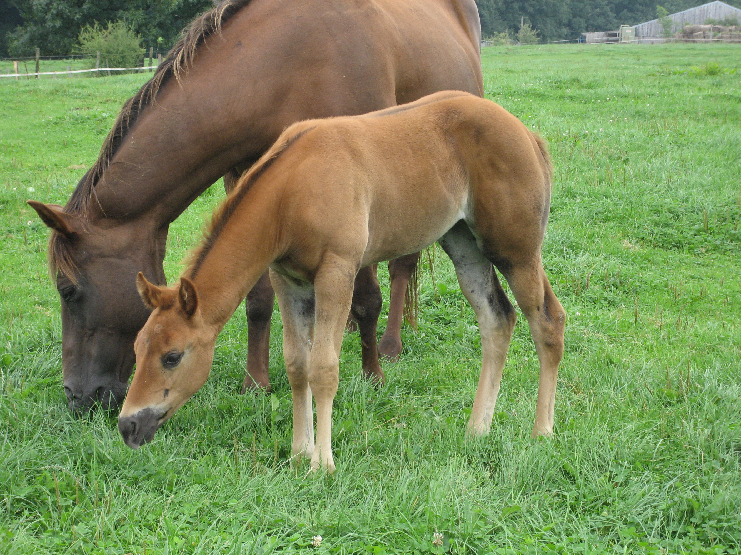RedDunQuarterFoal