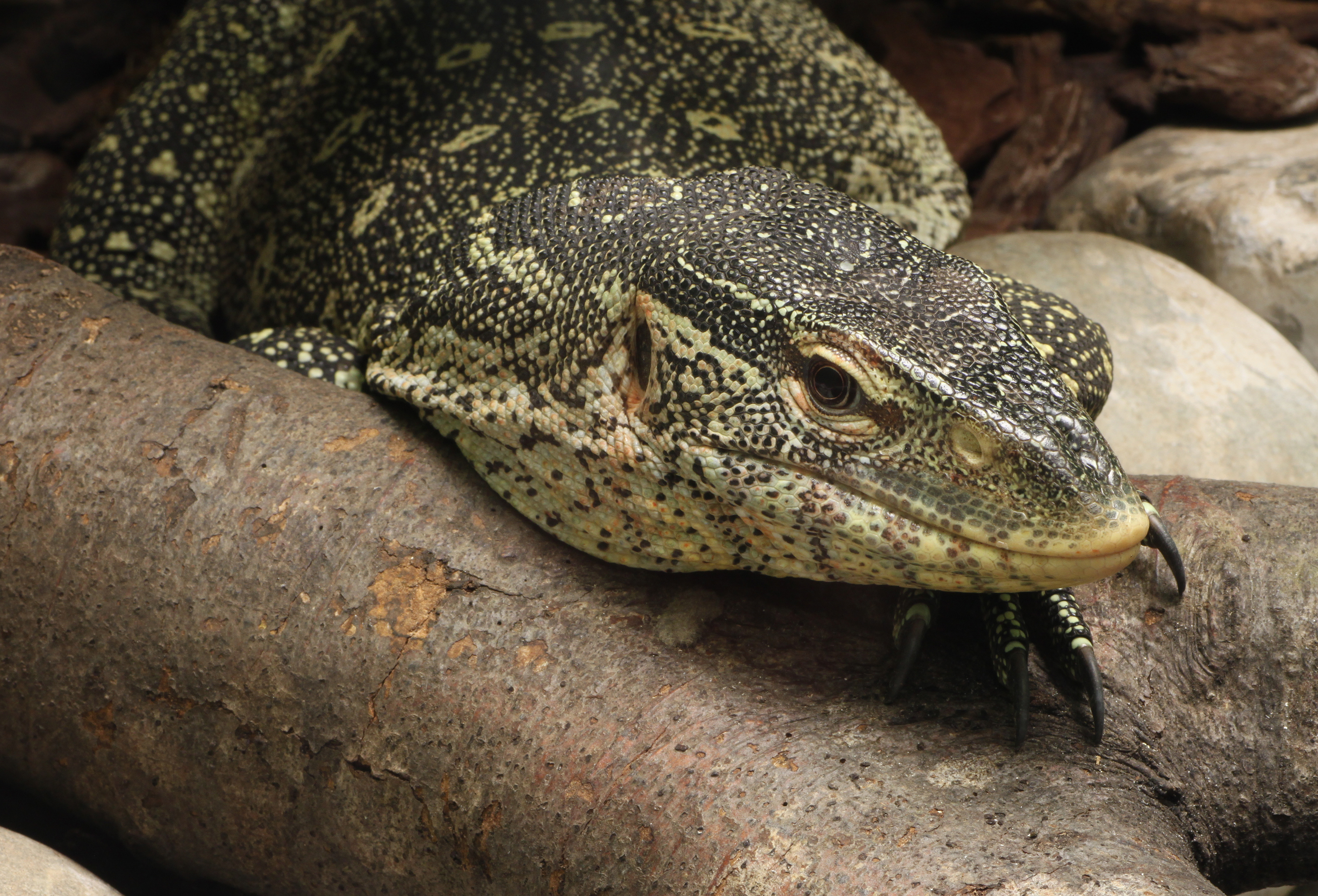 Regenwald-Nilwaran Varanus ornatus