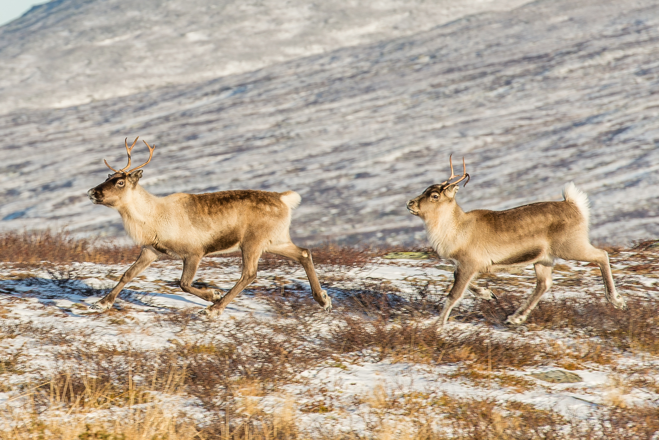 Reindeer Ljungris October 2014 02