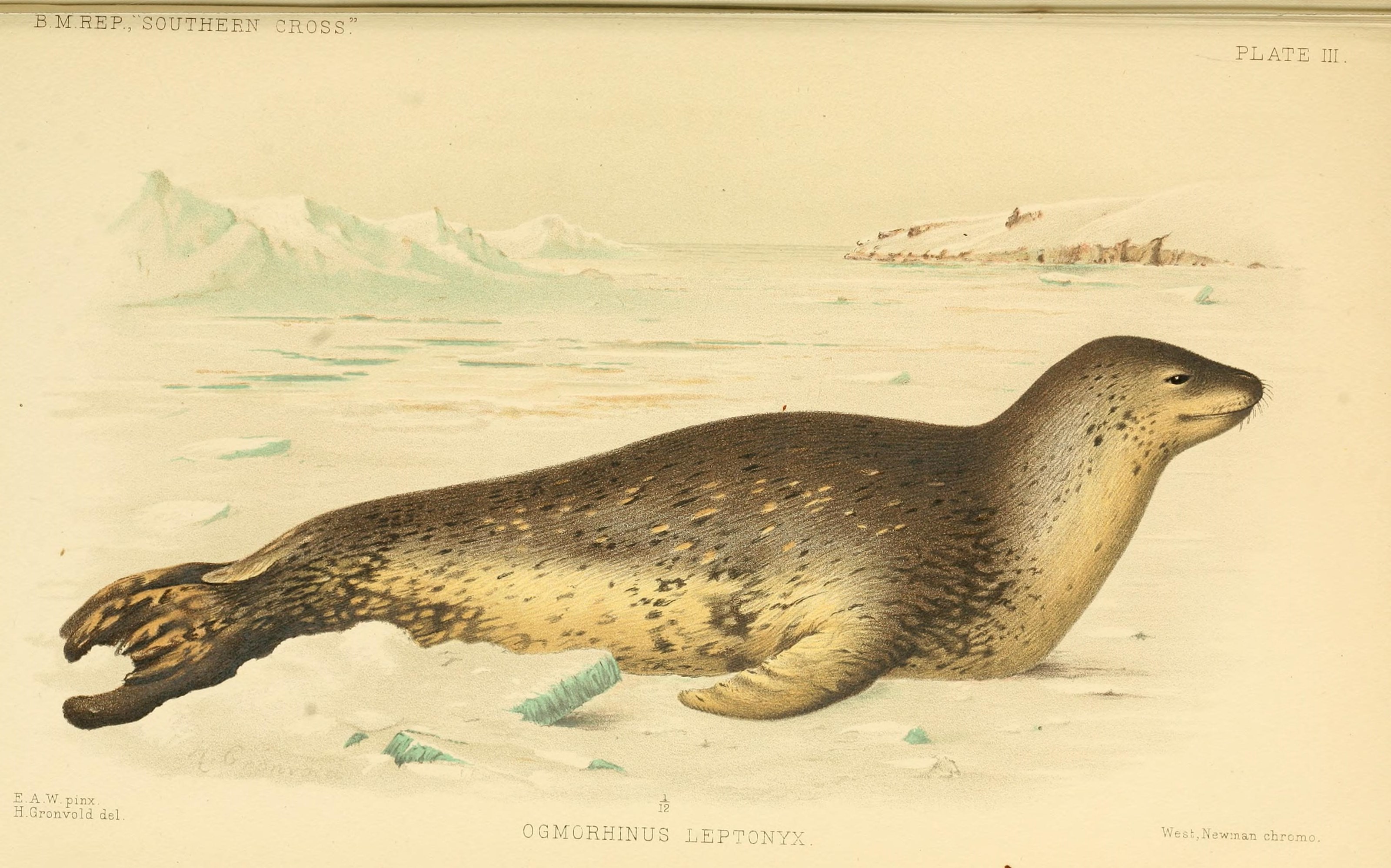Report on the collections of natural history made in the Antarctic regions during the voyage of the 