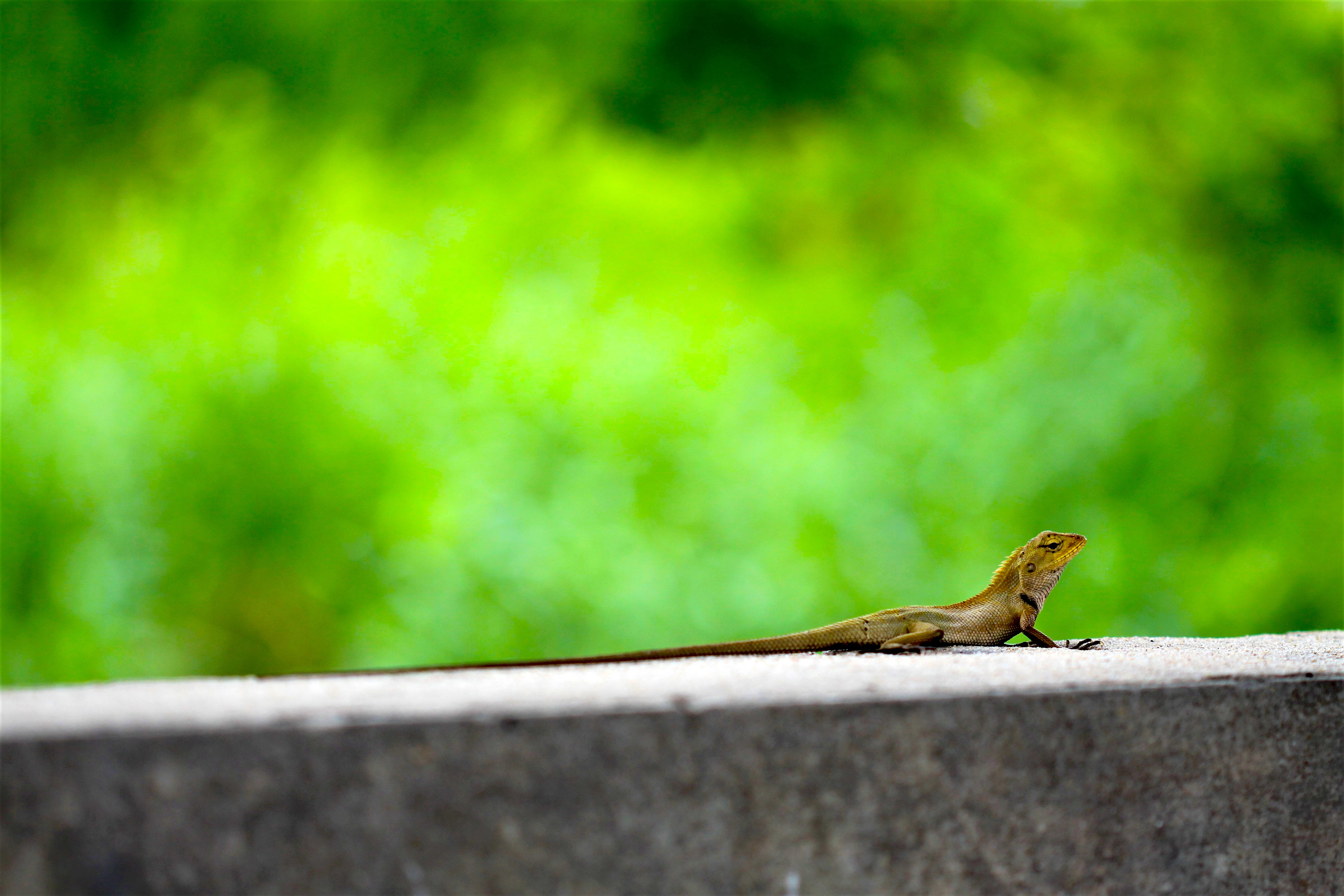 Reptilia of Thailand 39