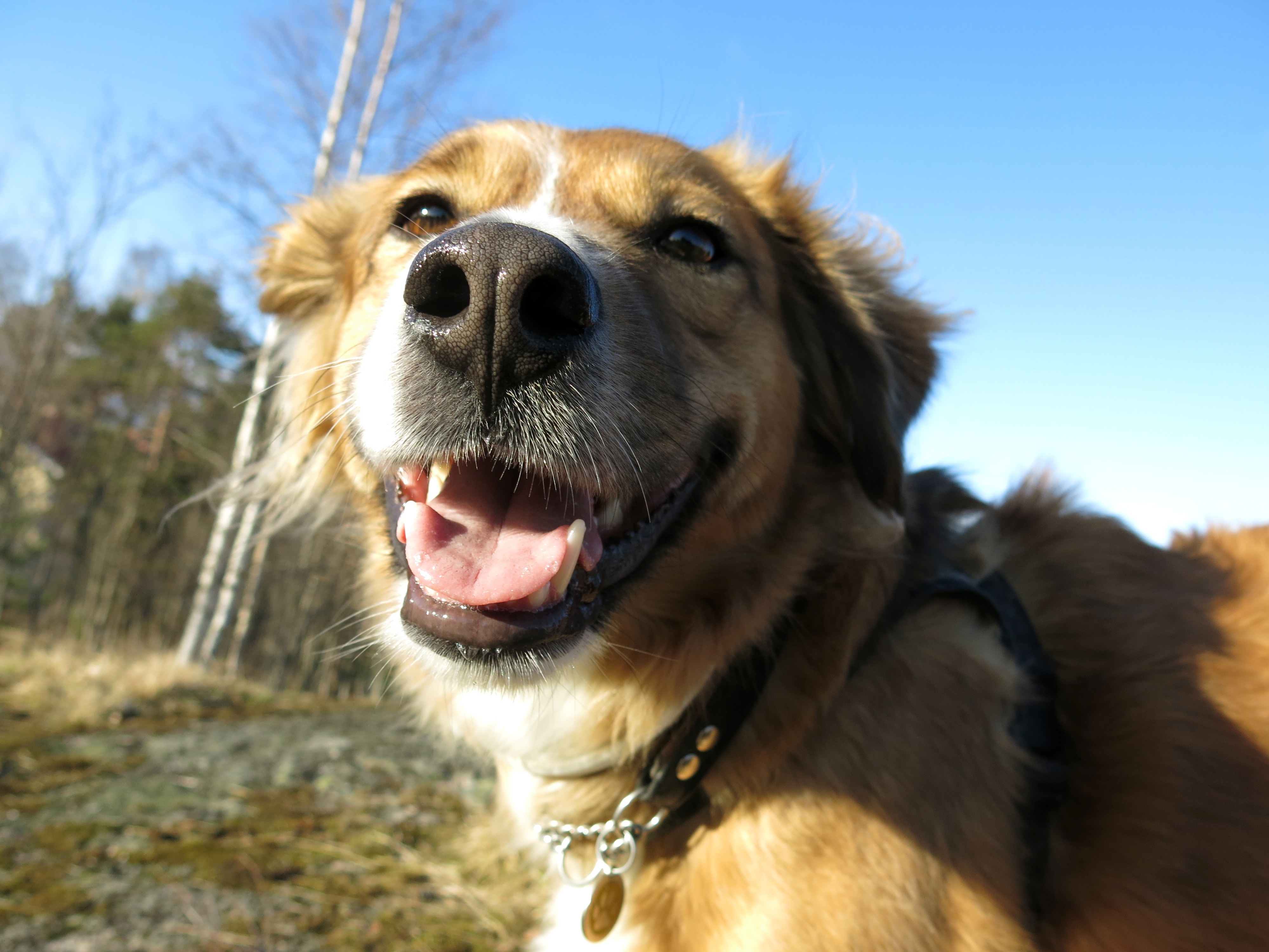 Rescue dog in Finland
