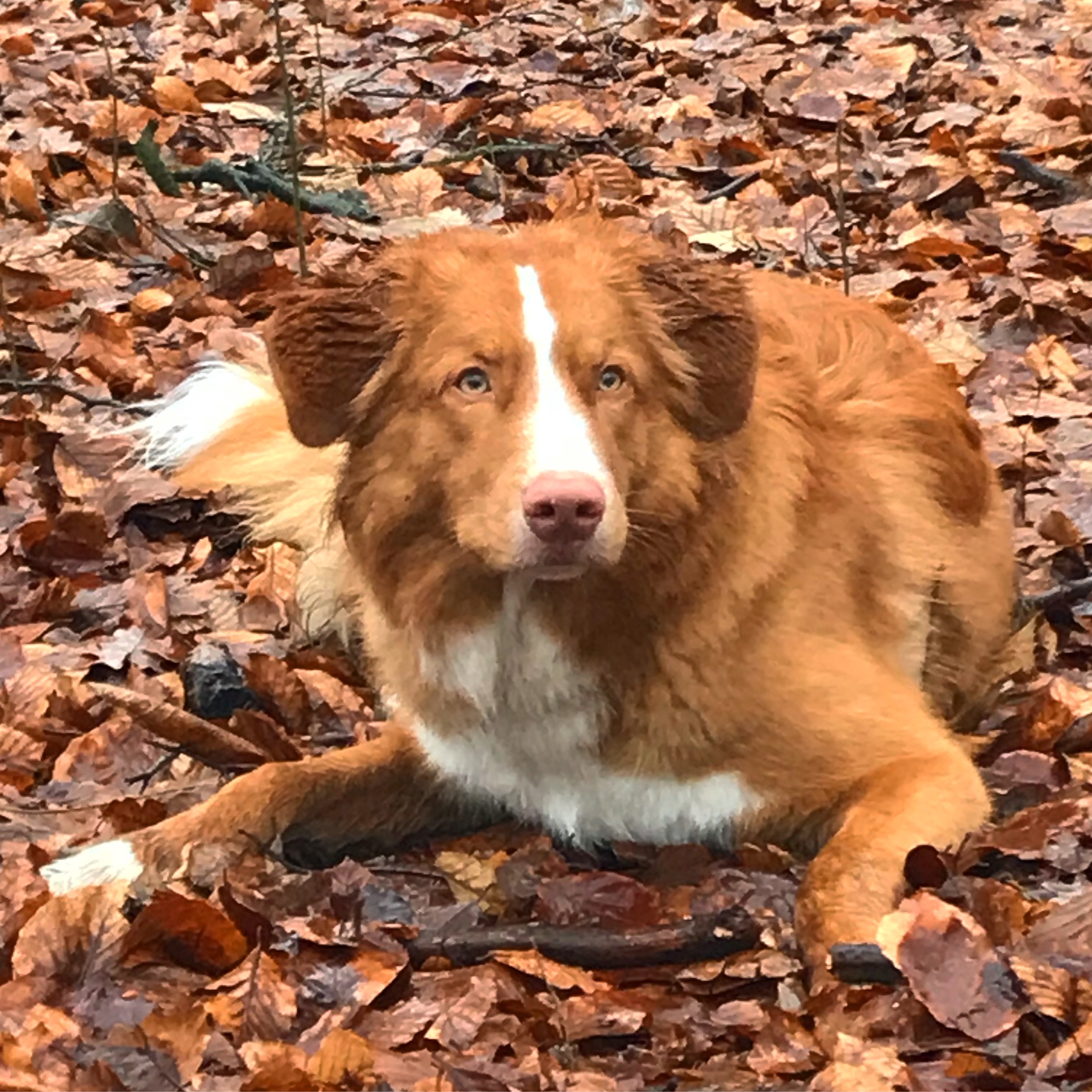 Retriever de la Nouvelle-Écosse