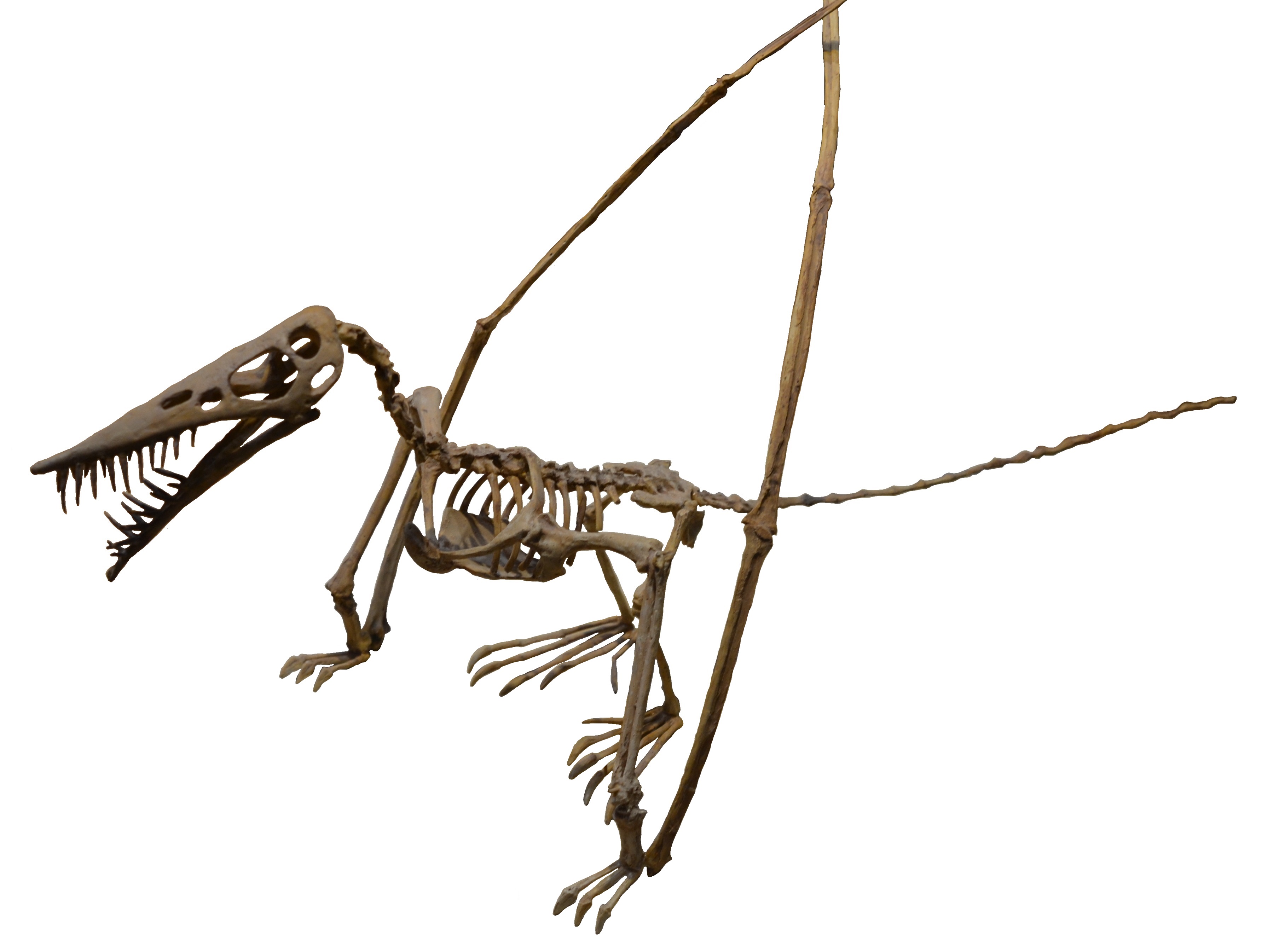 Rhamphorchynchus white background