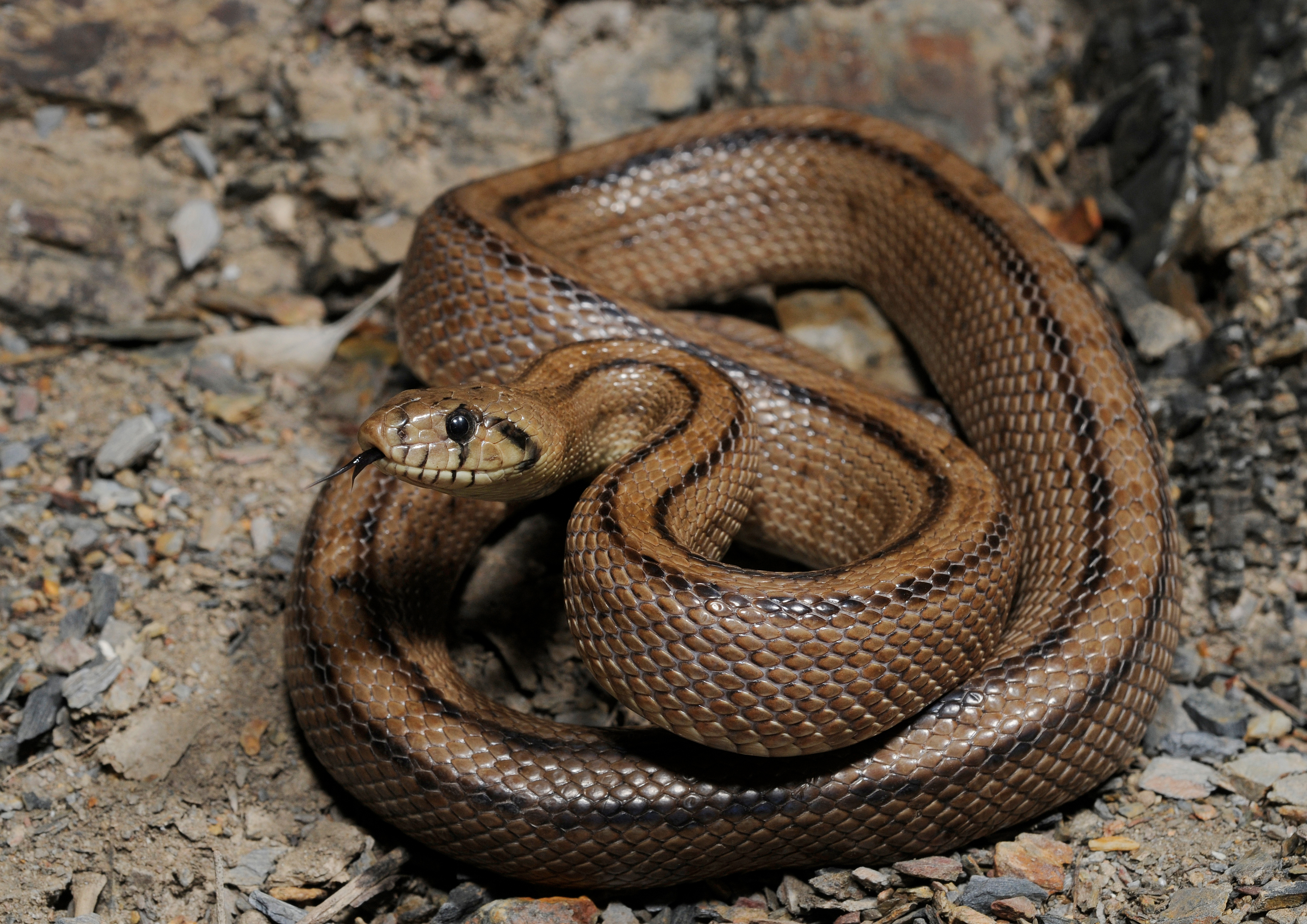 Rhinechis scalaris cropped