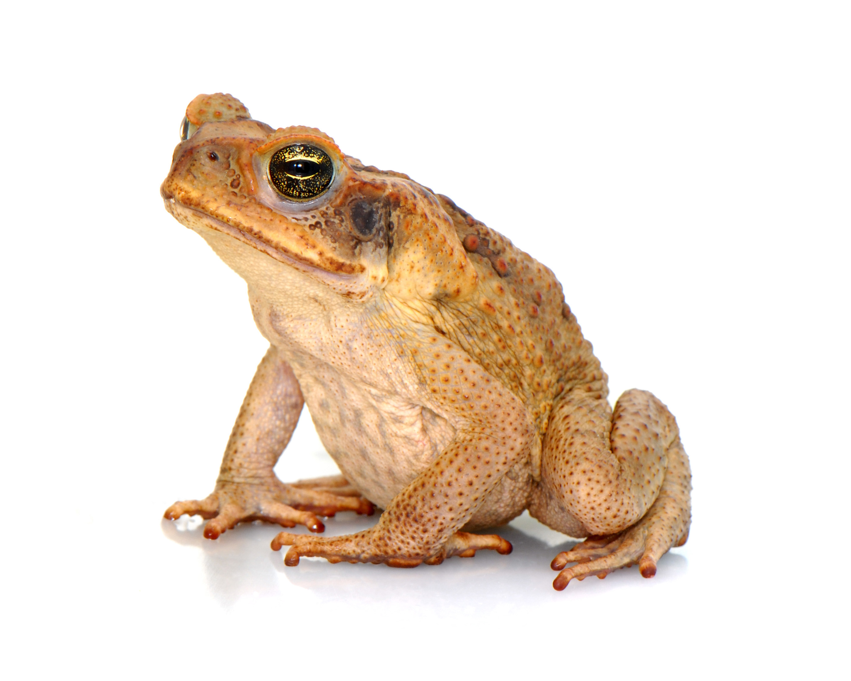 Rhinella marina