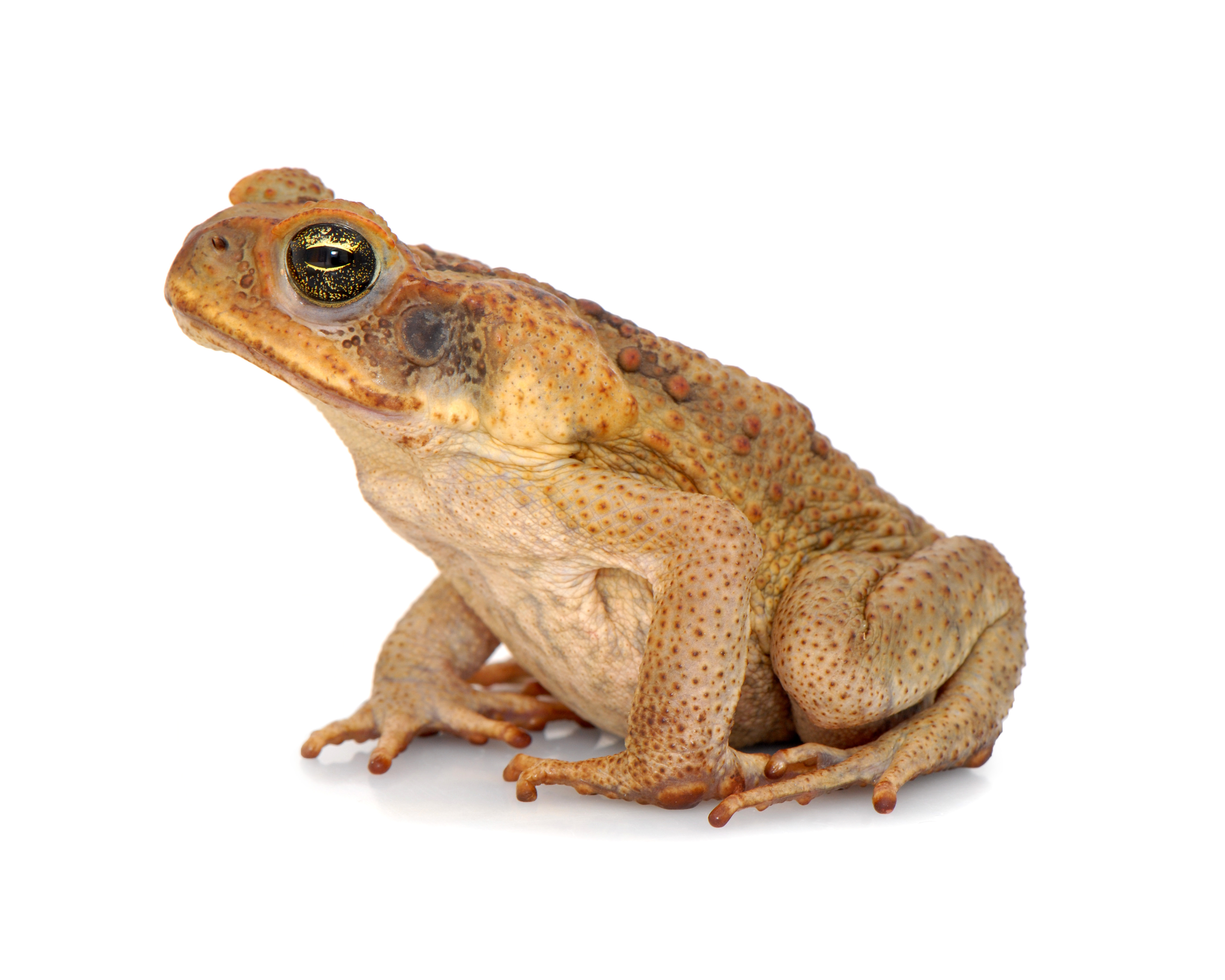 Rhinella marina 2