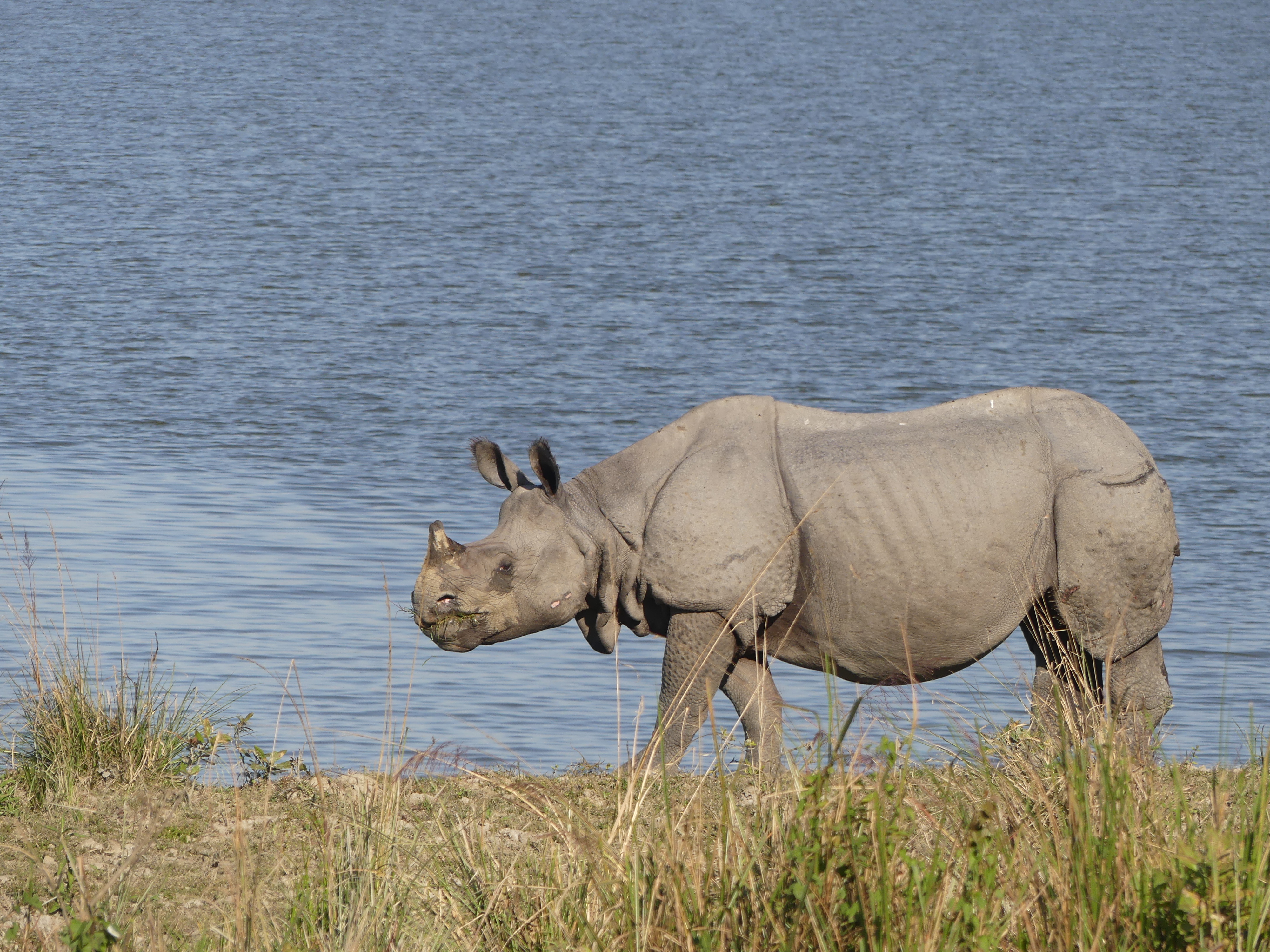 Rhino in Kaziranga TR AJTJ P1070307