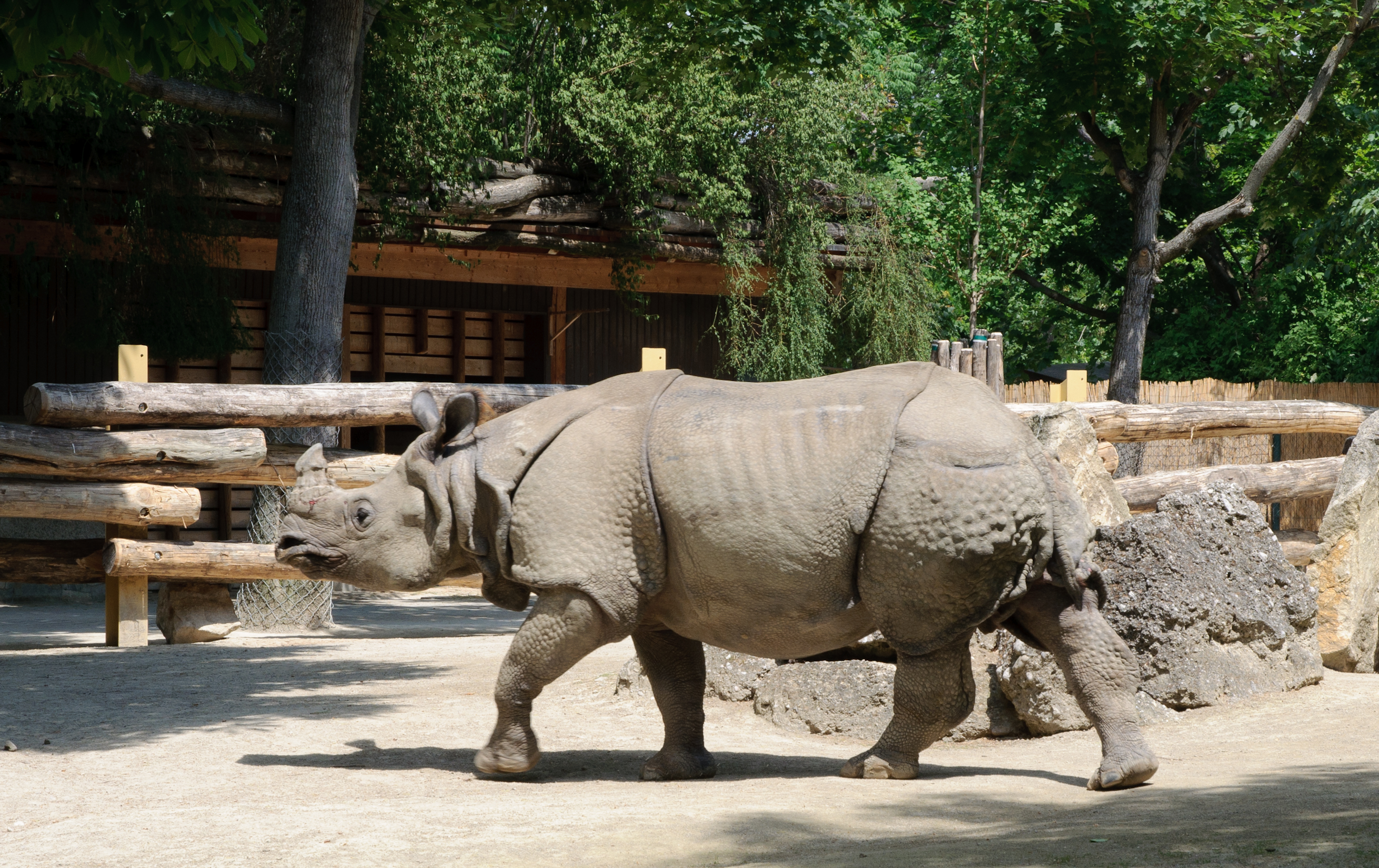 Rhinoceros unicornis - Tiergarten Schönbrunn