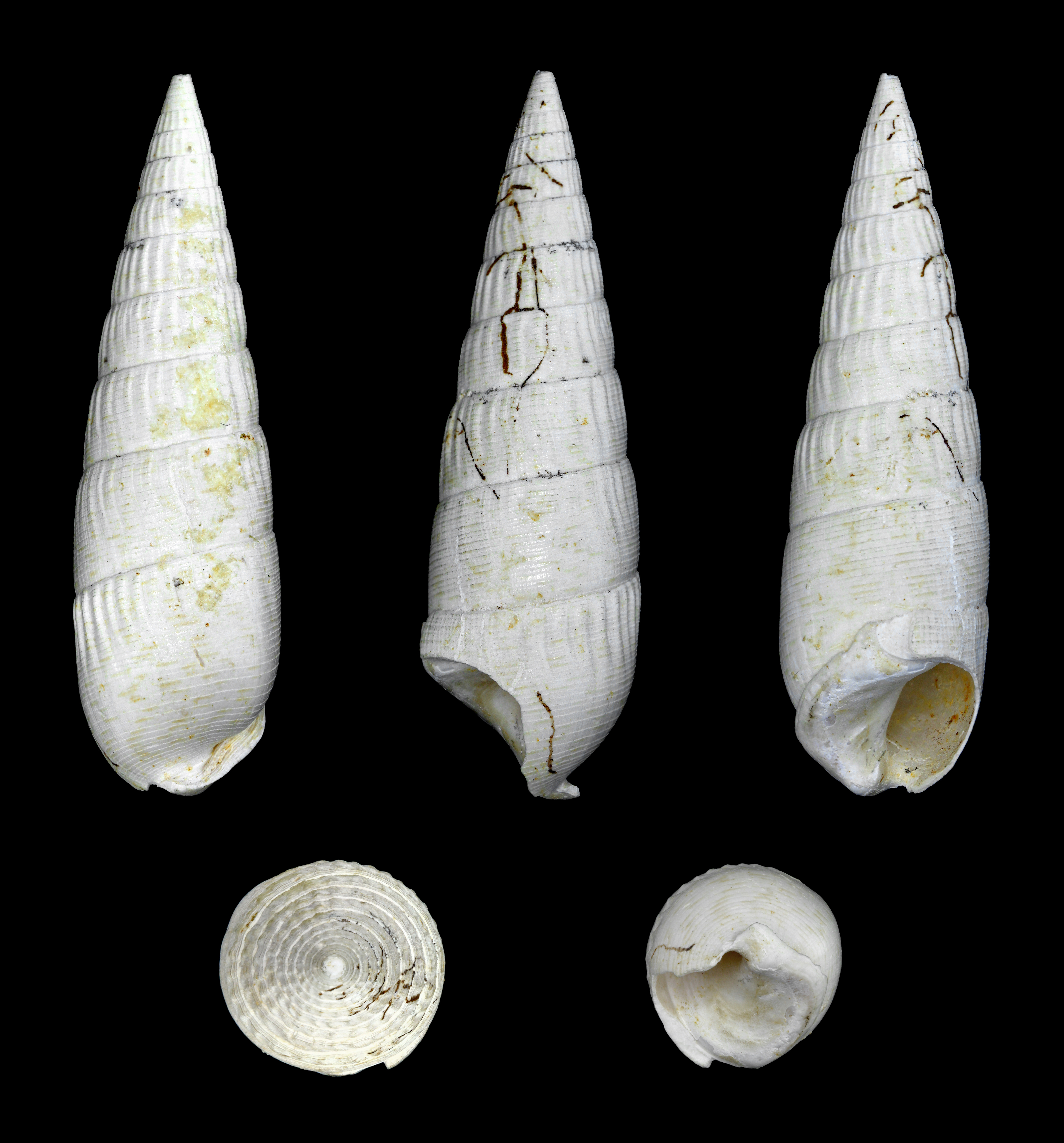 Rhinoclavis striatus 01