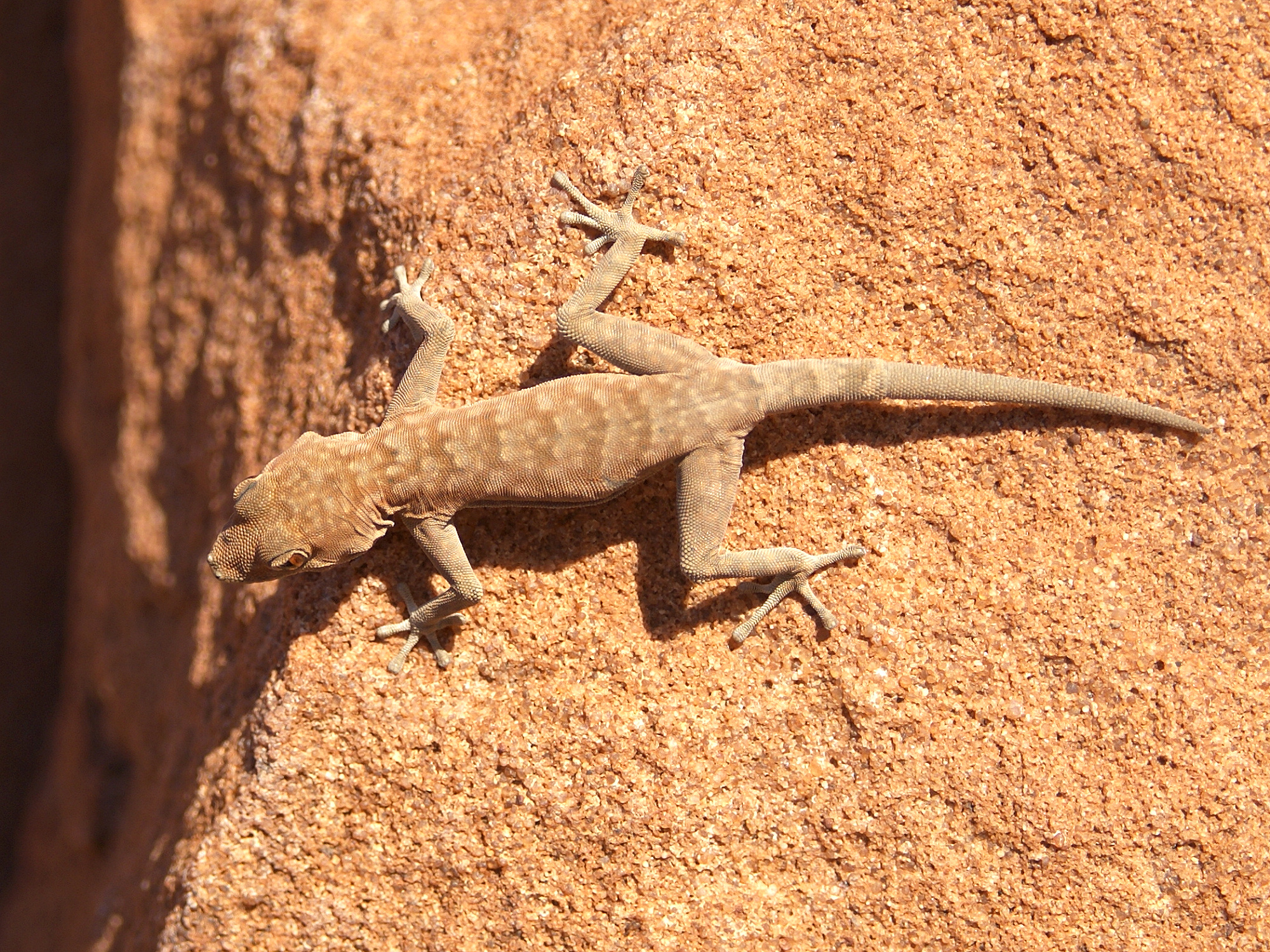Rhoptropus bradfieldi diporus