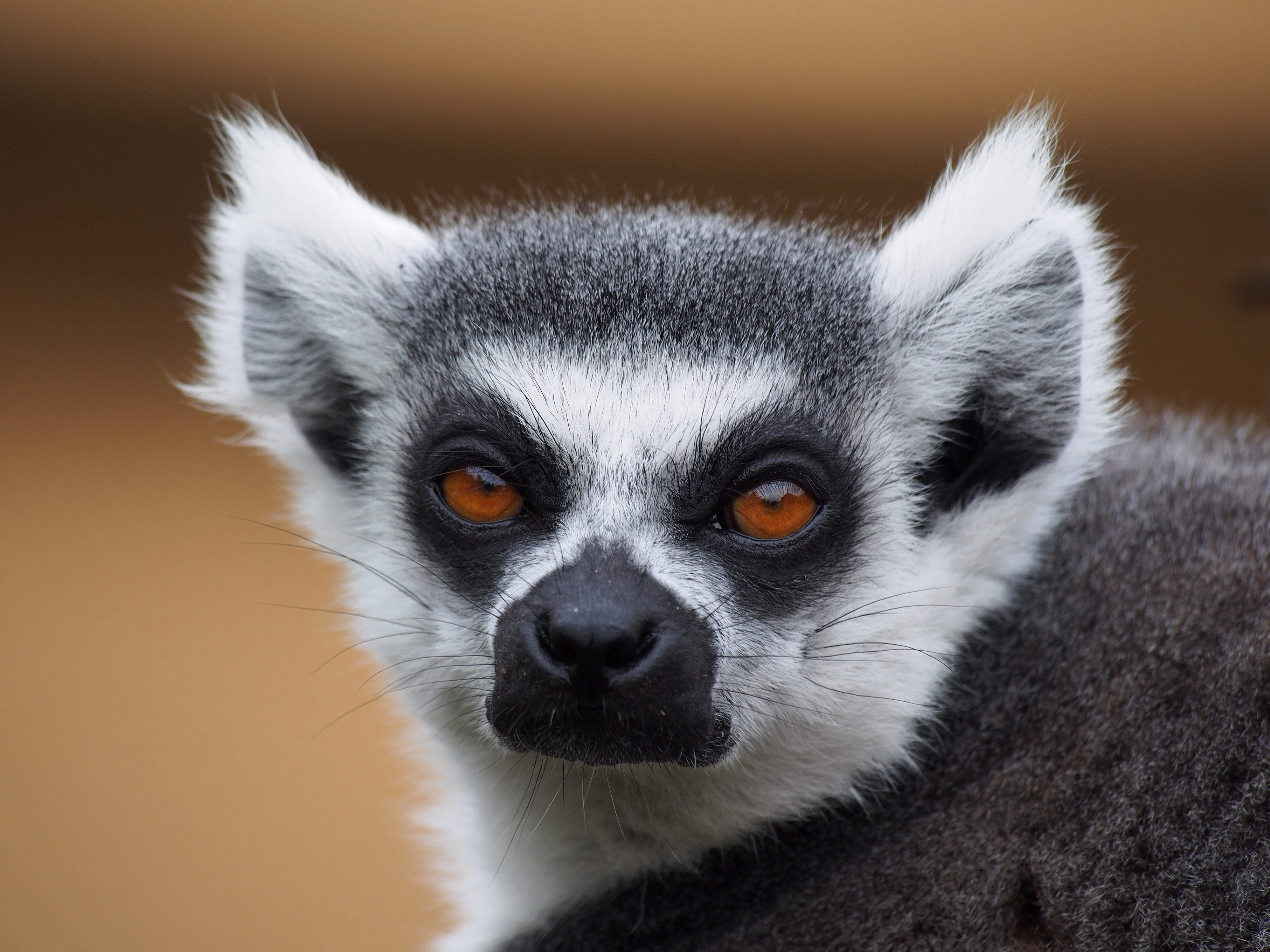 Ring-tailed lemur portrait 2
