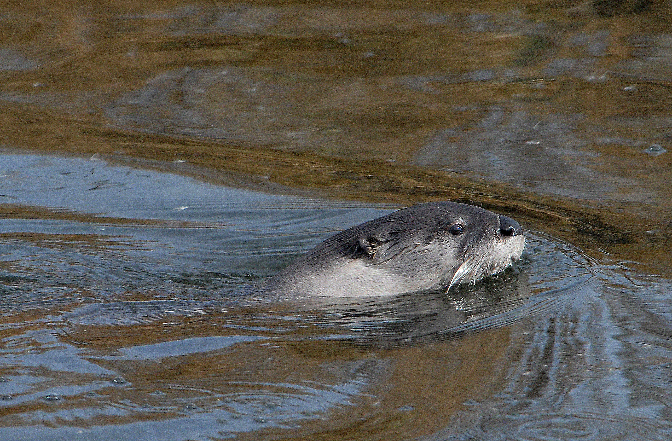 River Otter Swimming (5710970409)