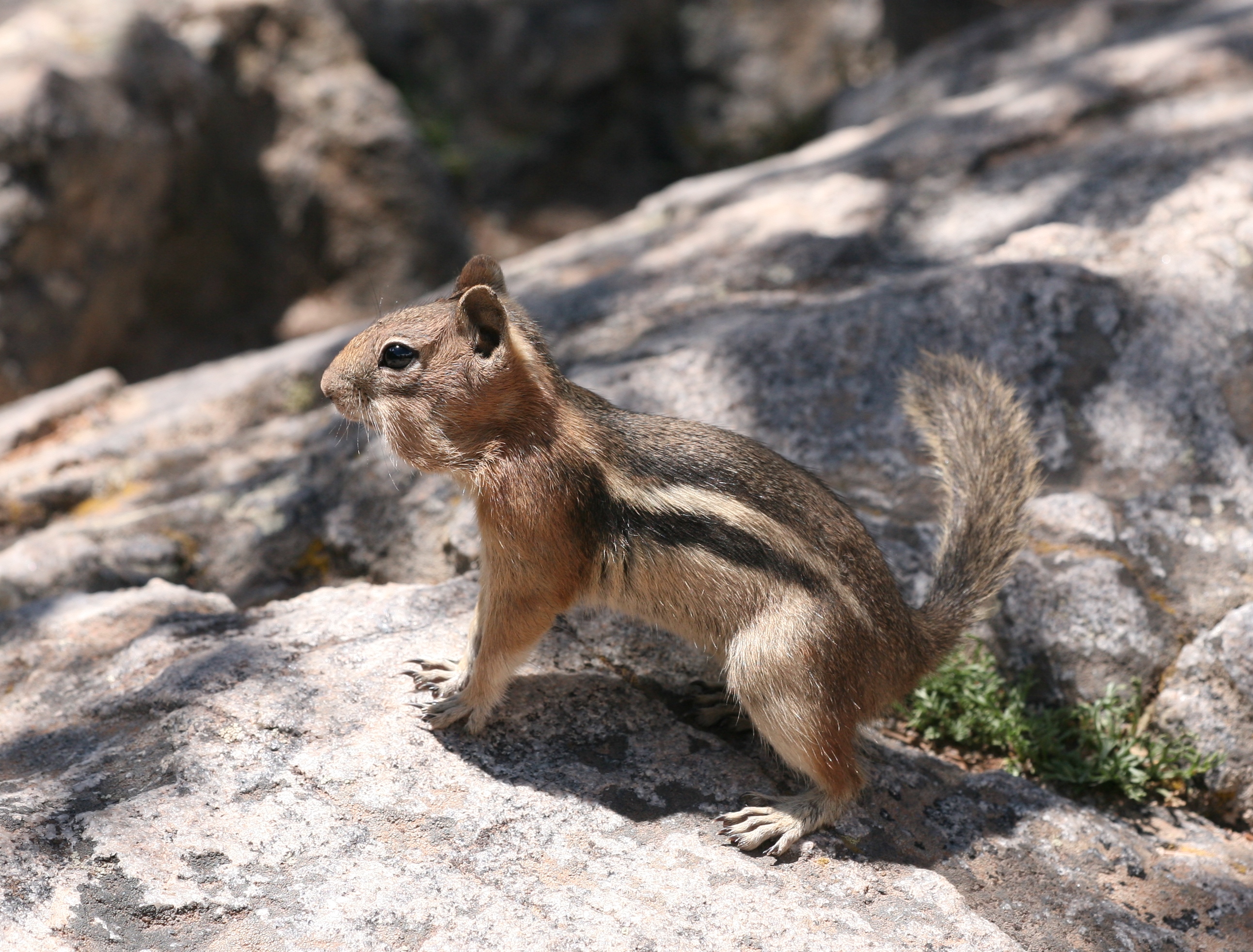 RMNP Golden-mantled Ground Squirrel