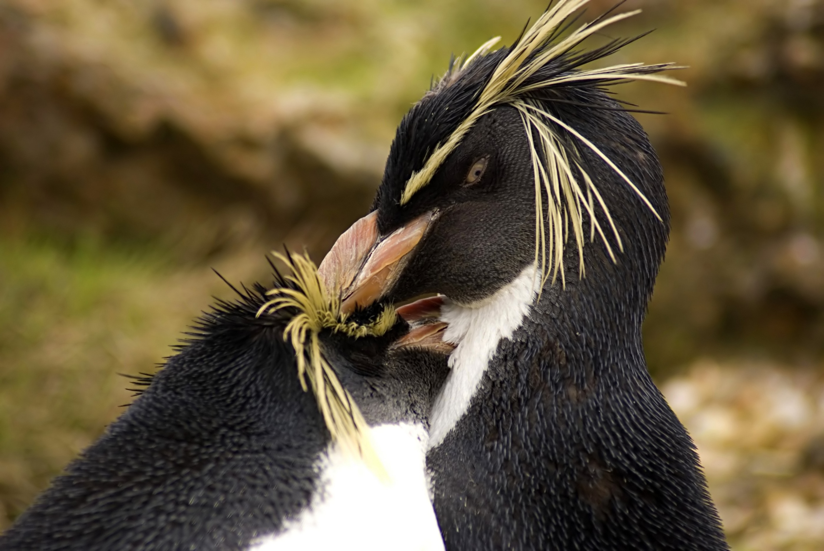 Rockhopper Penguins preening