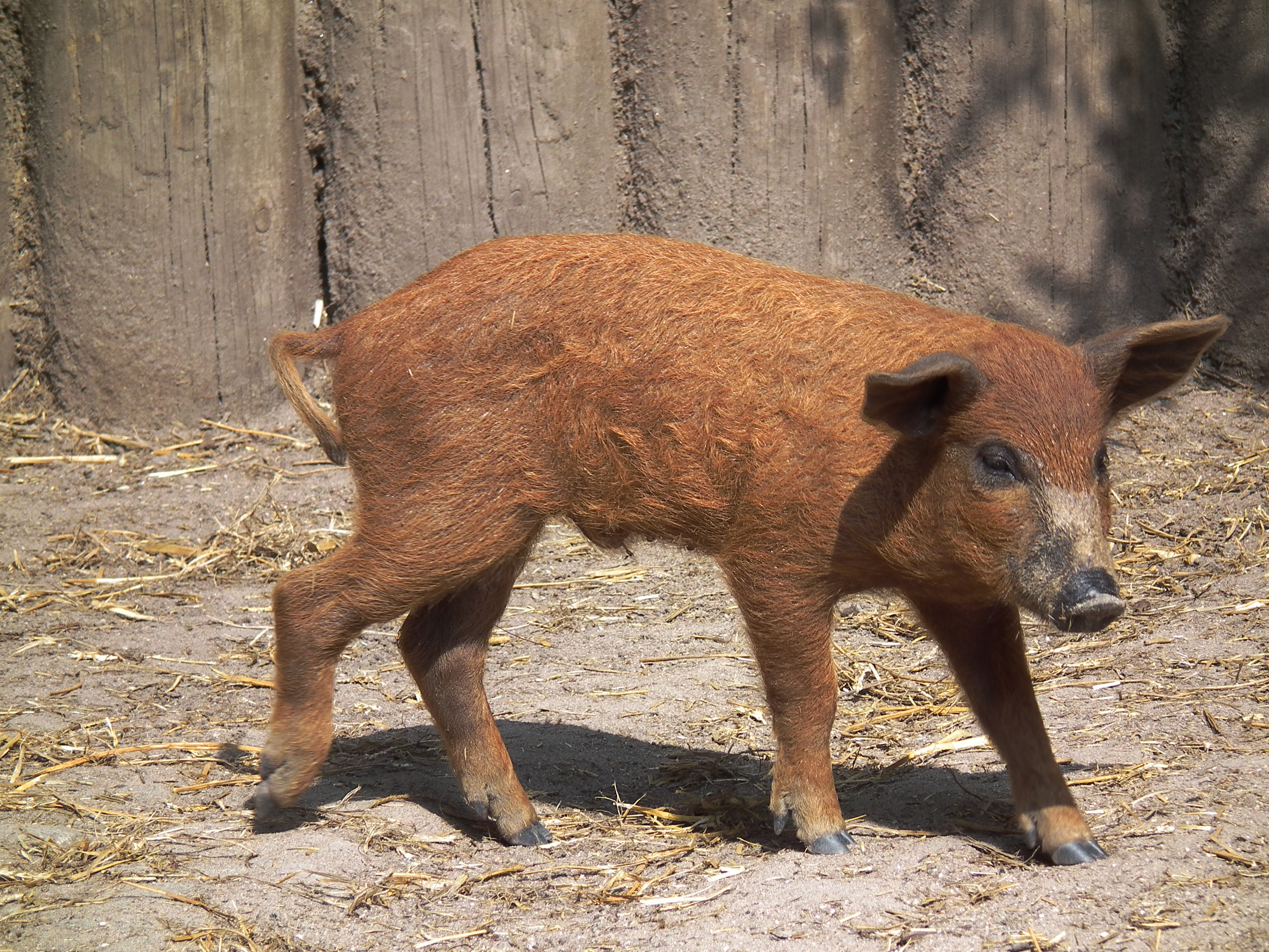 Rotes Wollschwein Mangalitza-Ferkel