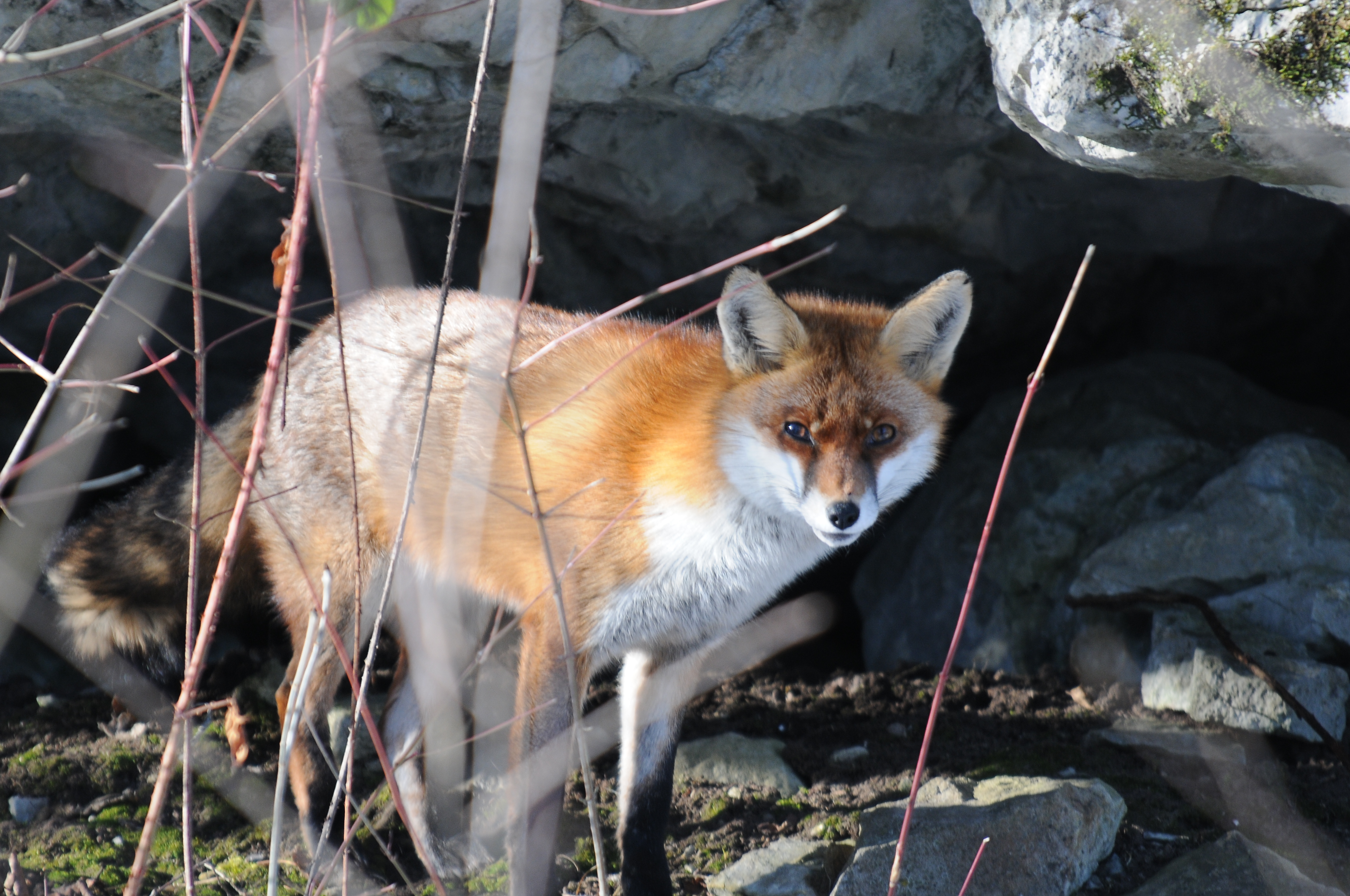 Rotfuchs, Vulpes vulpes 4