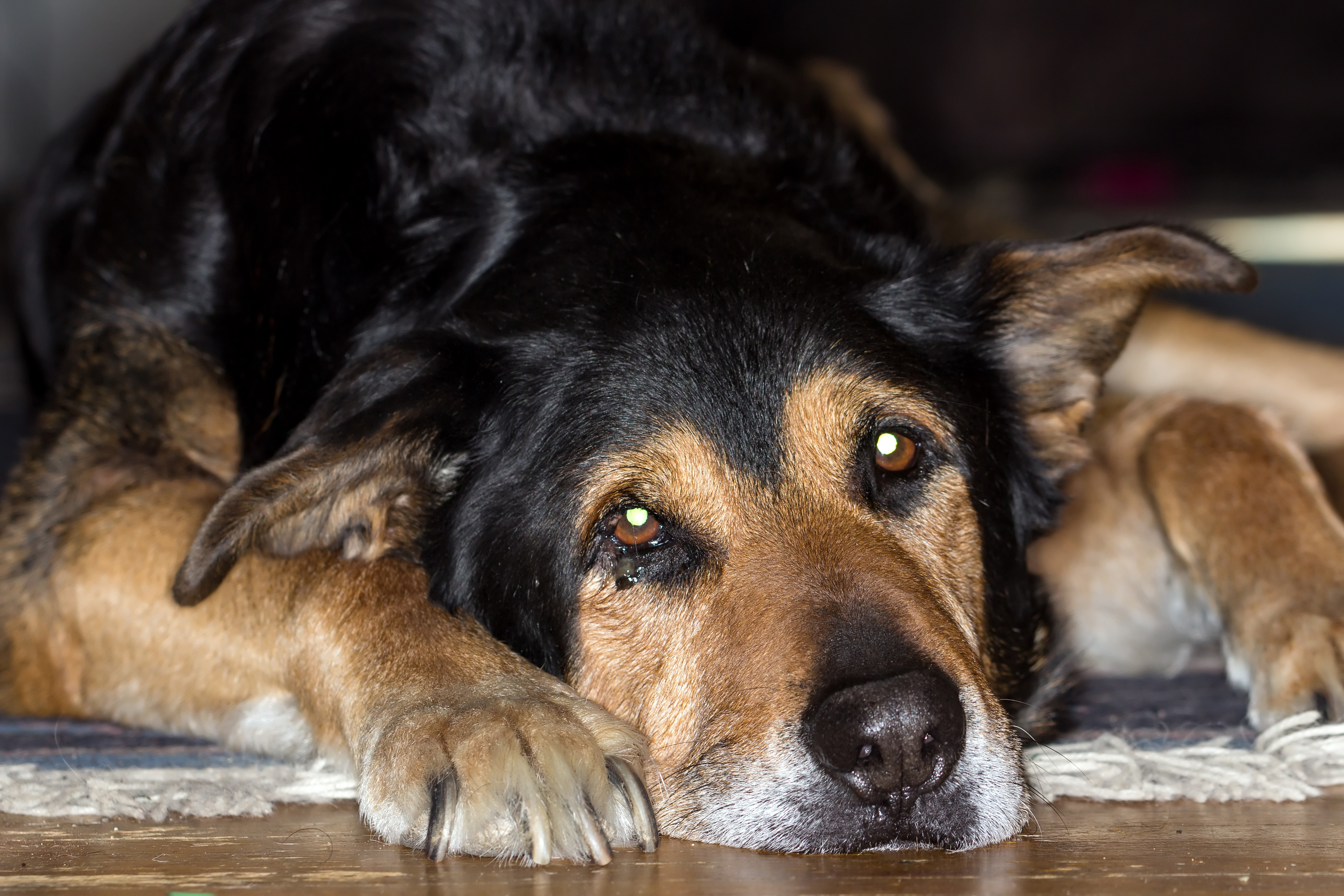 Rottweiler, tired, 2014-12-31