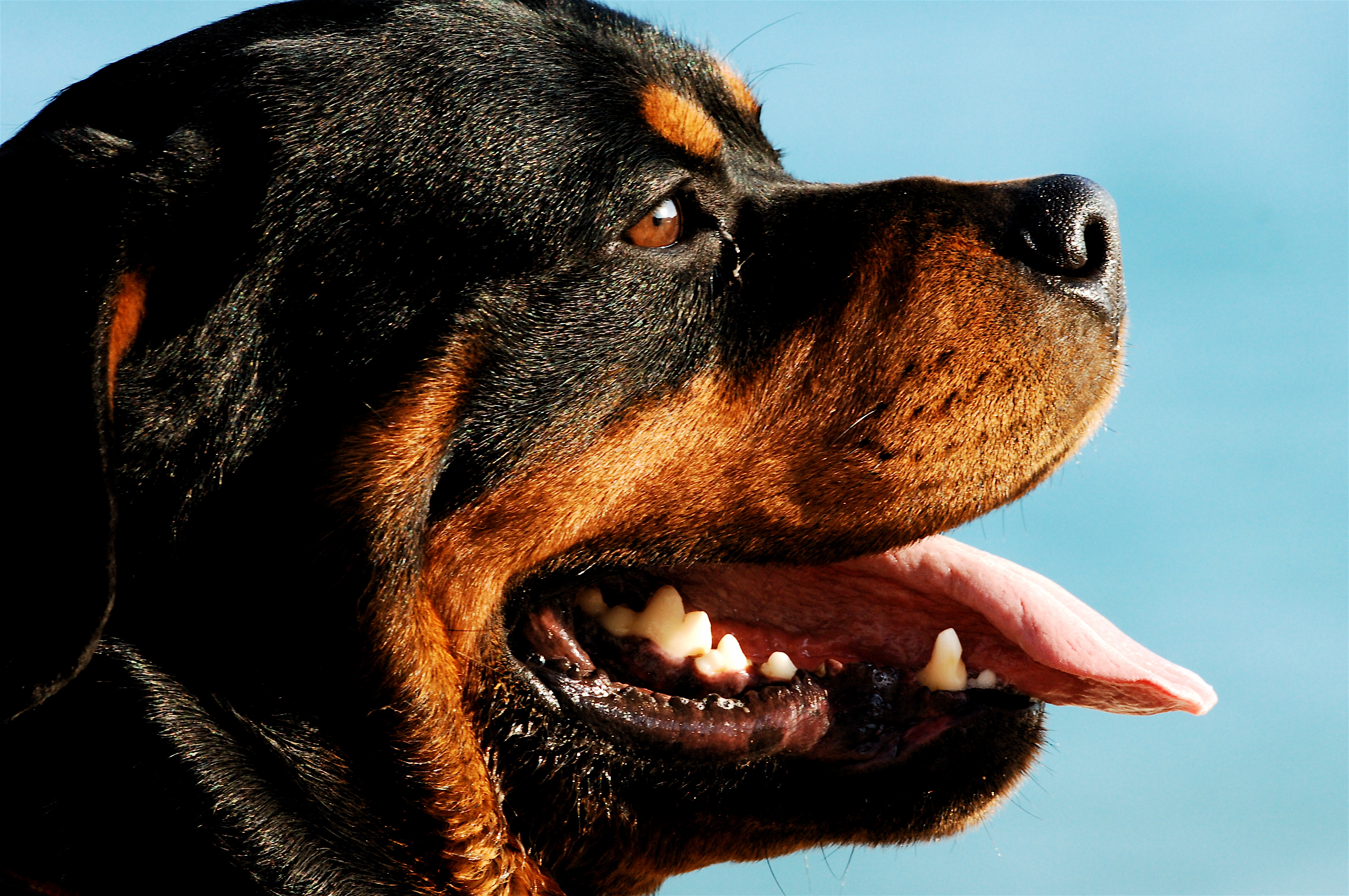 Rottweiler portrait