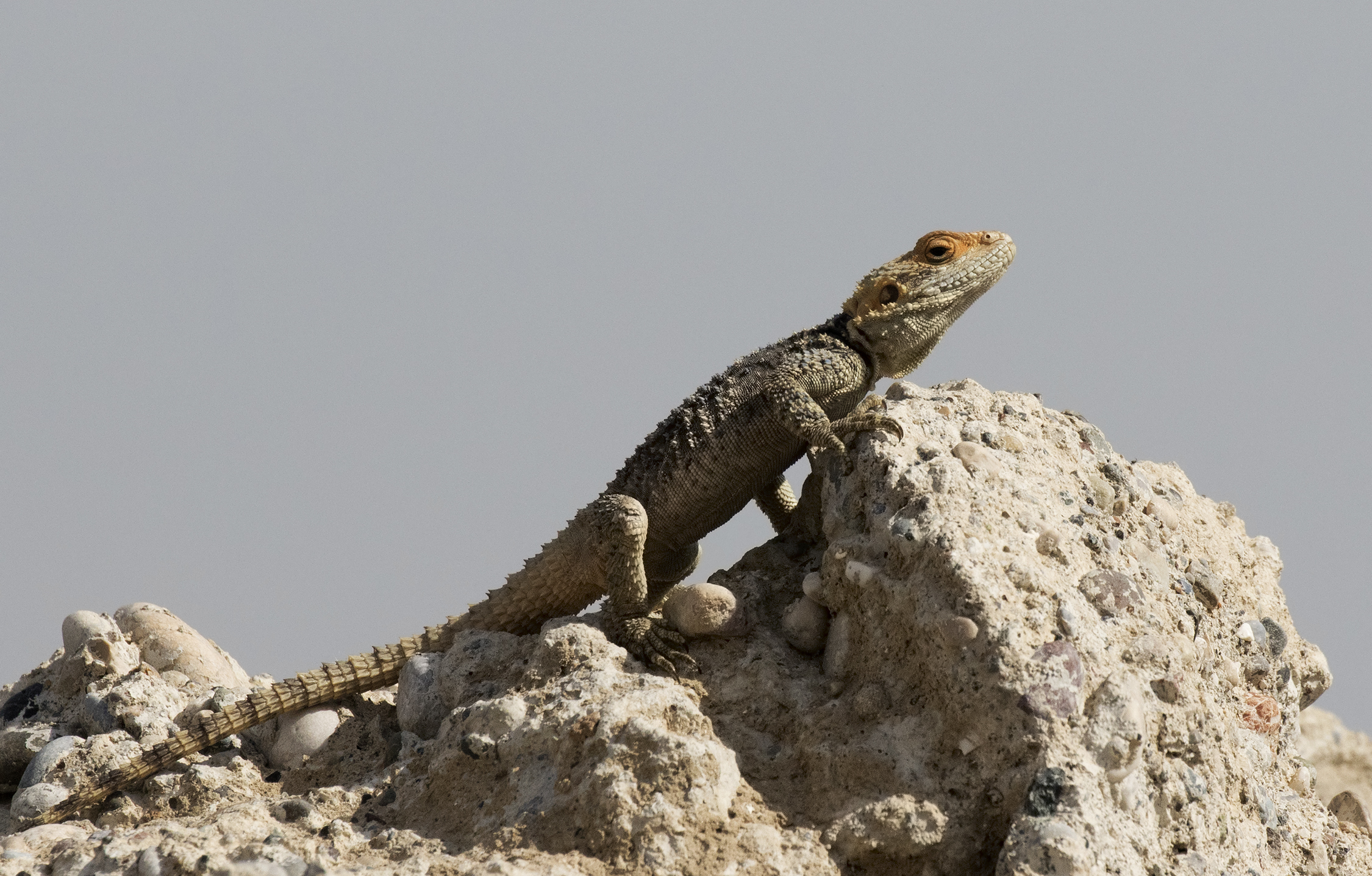 Roughtail Rock Agama - Stellagama stellio 01
