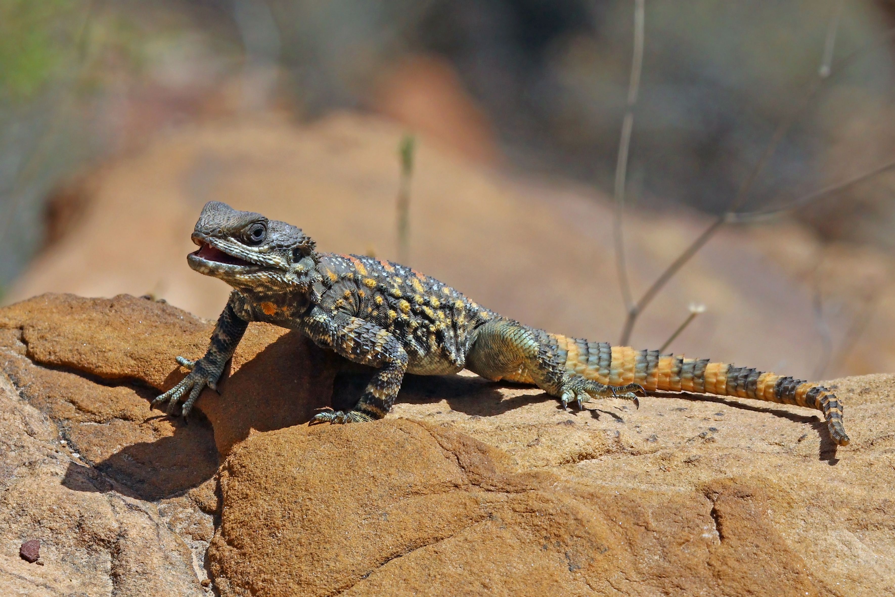 Roughtail rock agama (Stellagama stellio brachydactyla)