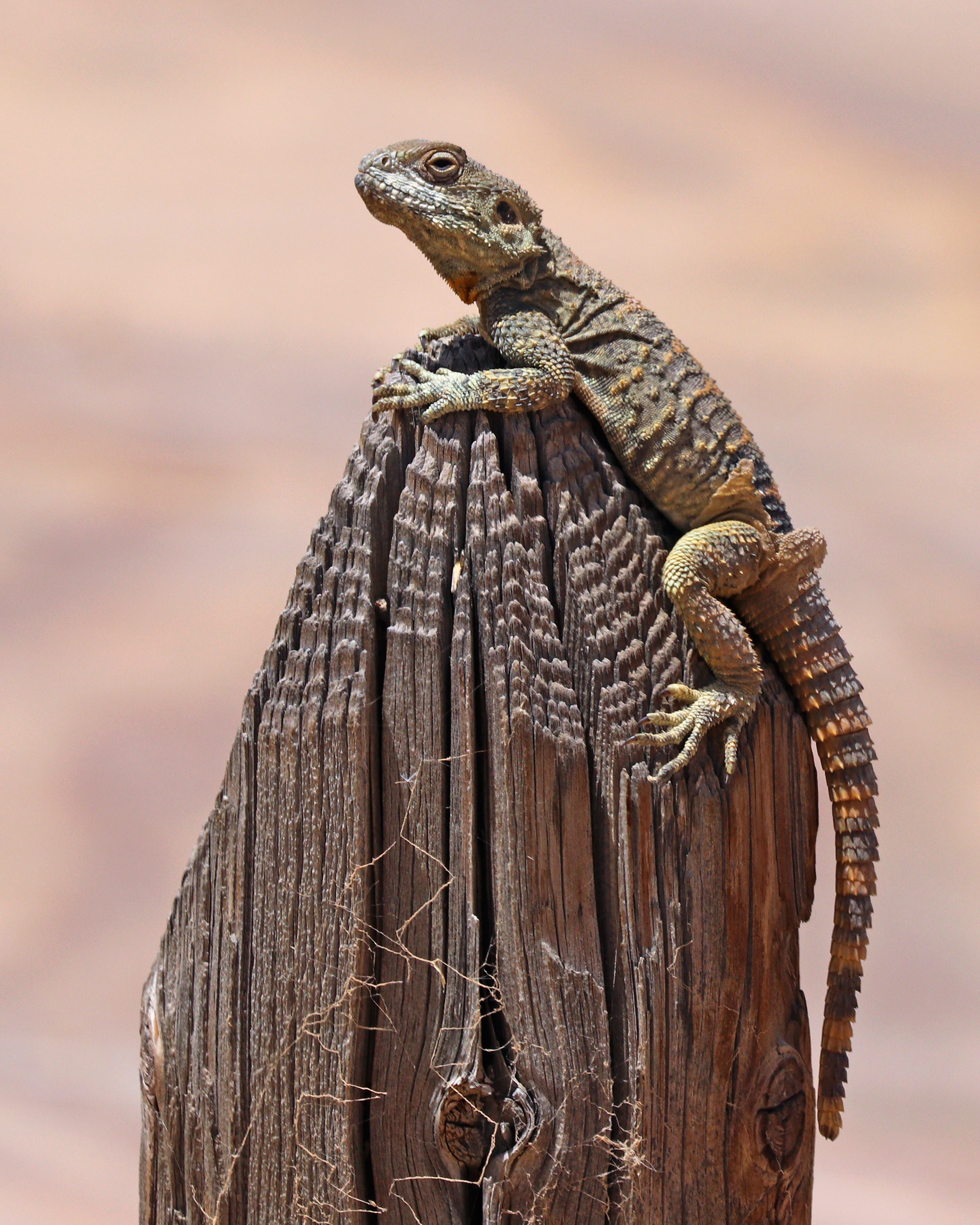 Roughtail rock agama (Stellagama stellio brachydactyla) 2