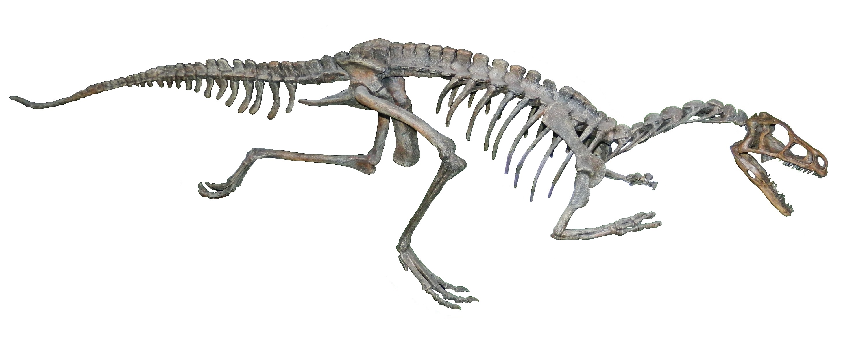 Royal Ontario Museum Eoraptor white background