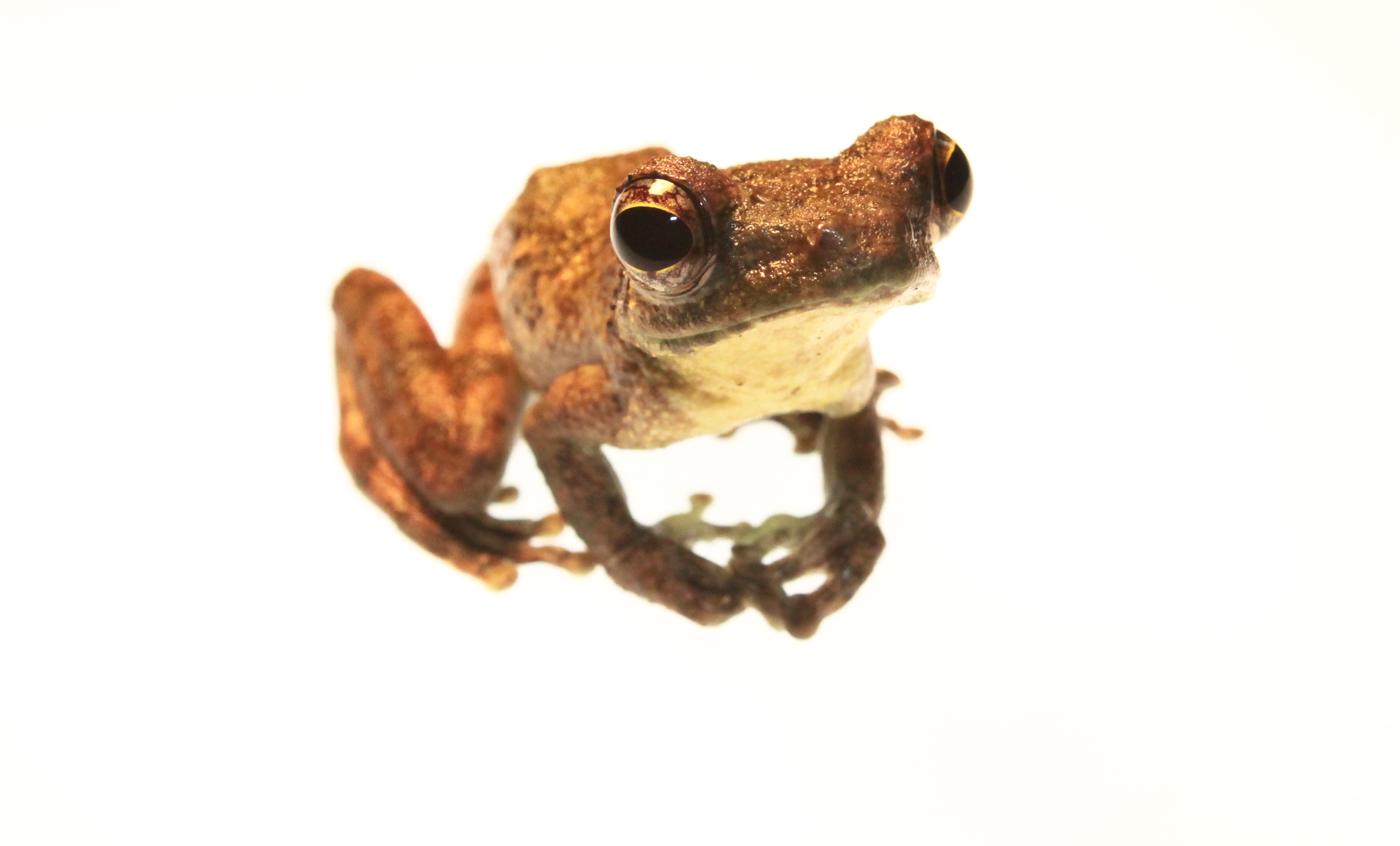 Rufous Foam-nest Tree Frog Chiromantis rufescens