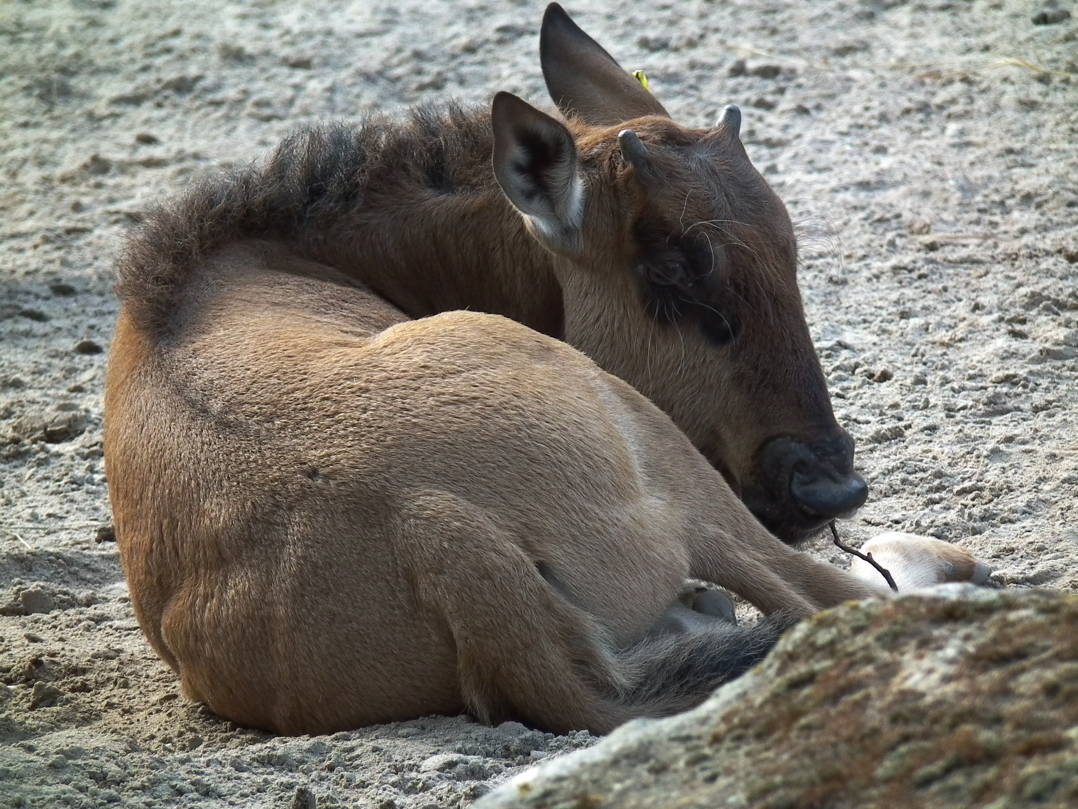 Ruhendes Kalb Zoo Landau Streifengnu