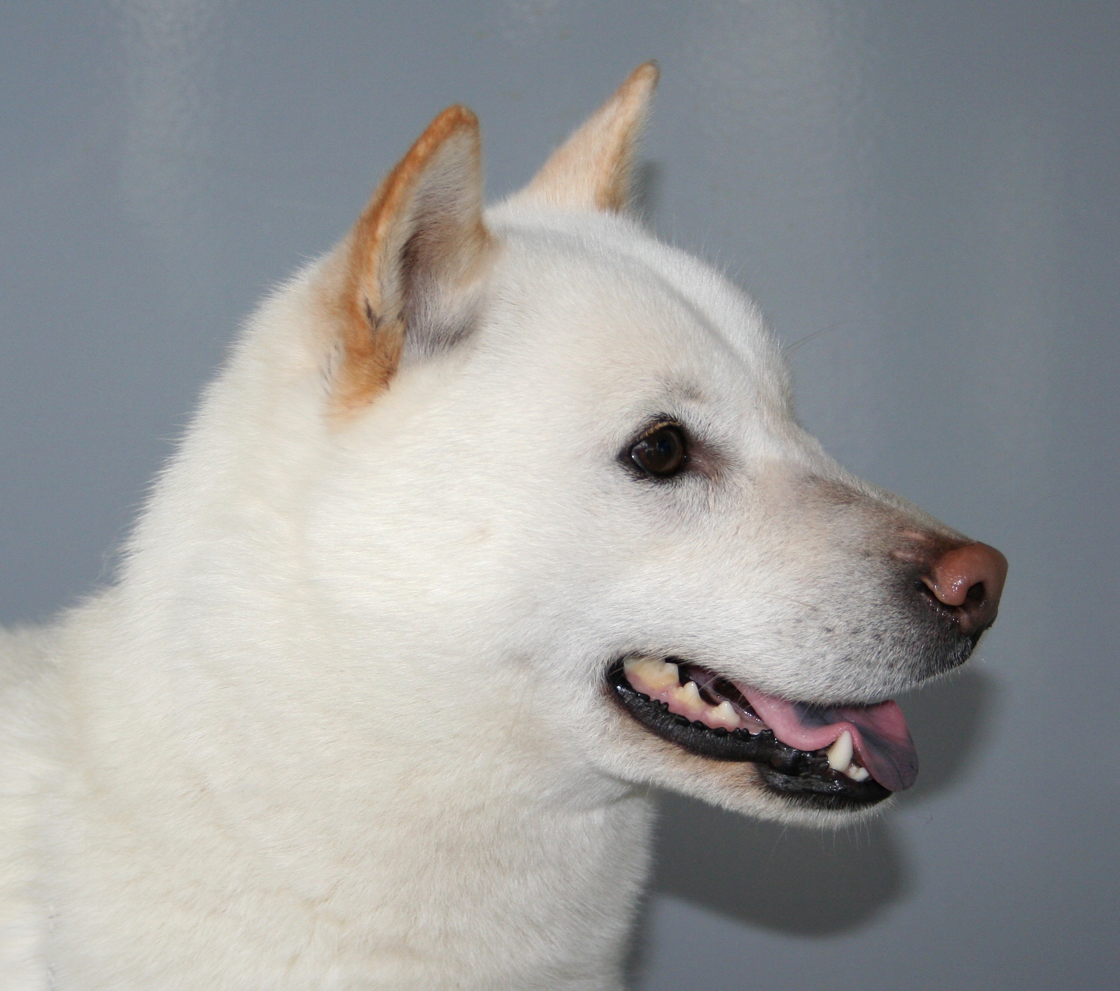 Rzeszów 19.02.2011 Hokkaido inu pl2