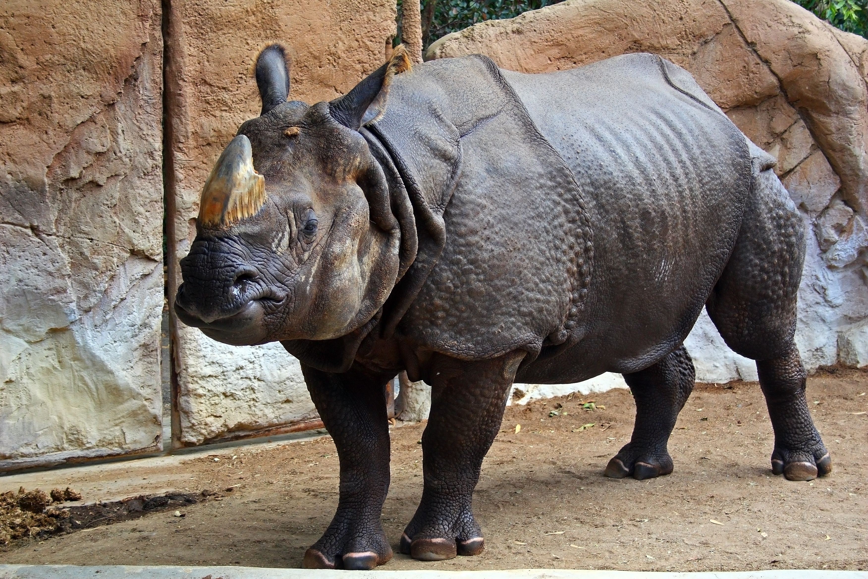 Sa-indianrhino-2