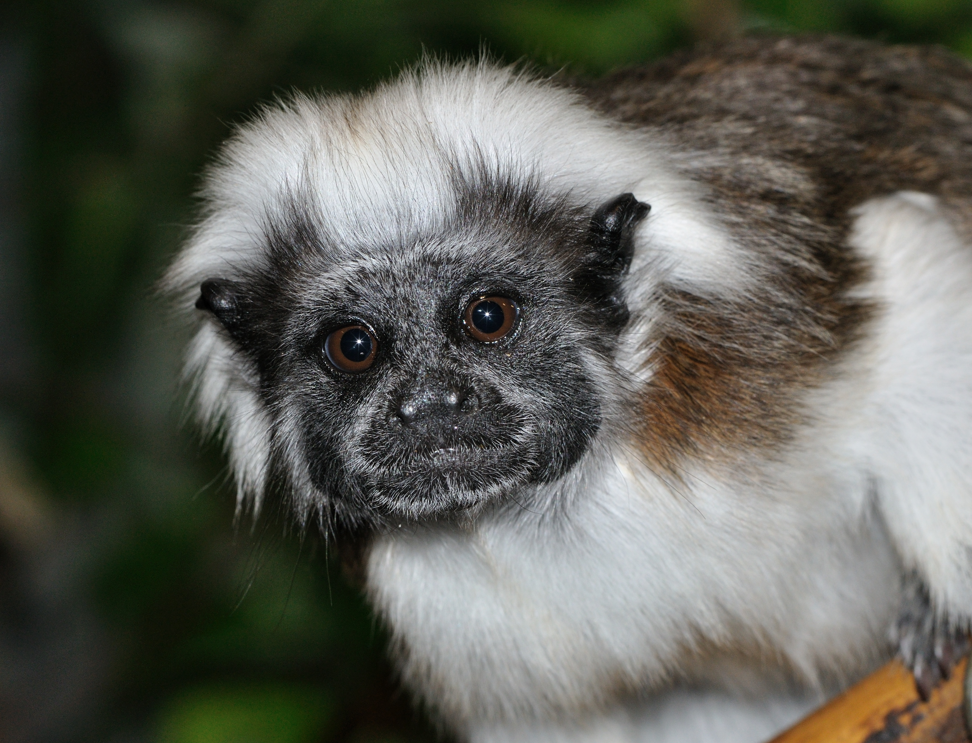 Saguinus oedipus qtl1