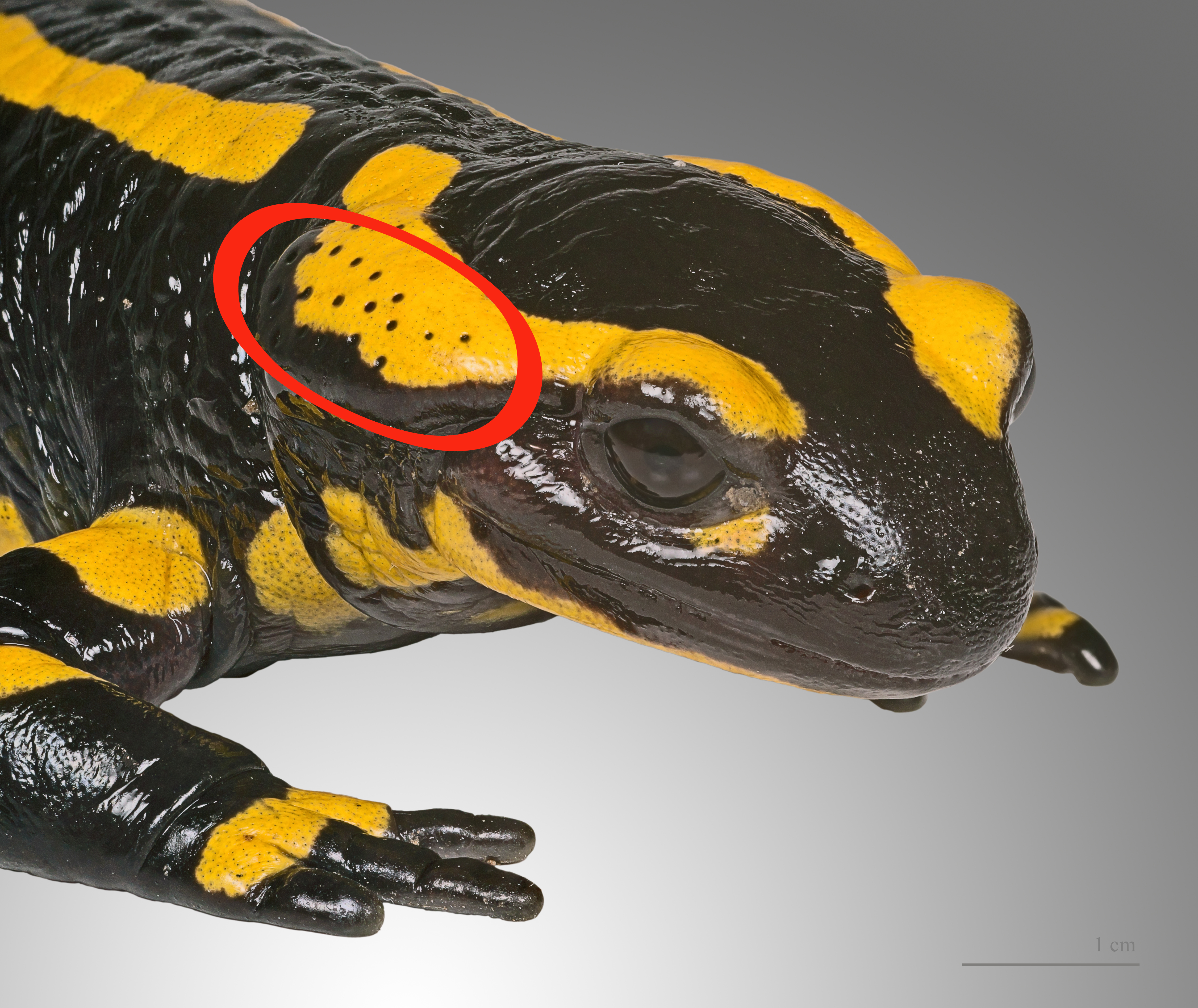 Salamandara salamandra MHNT 4