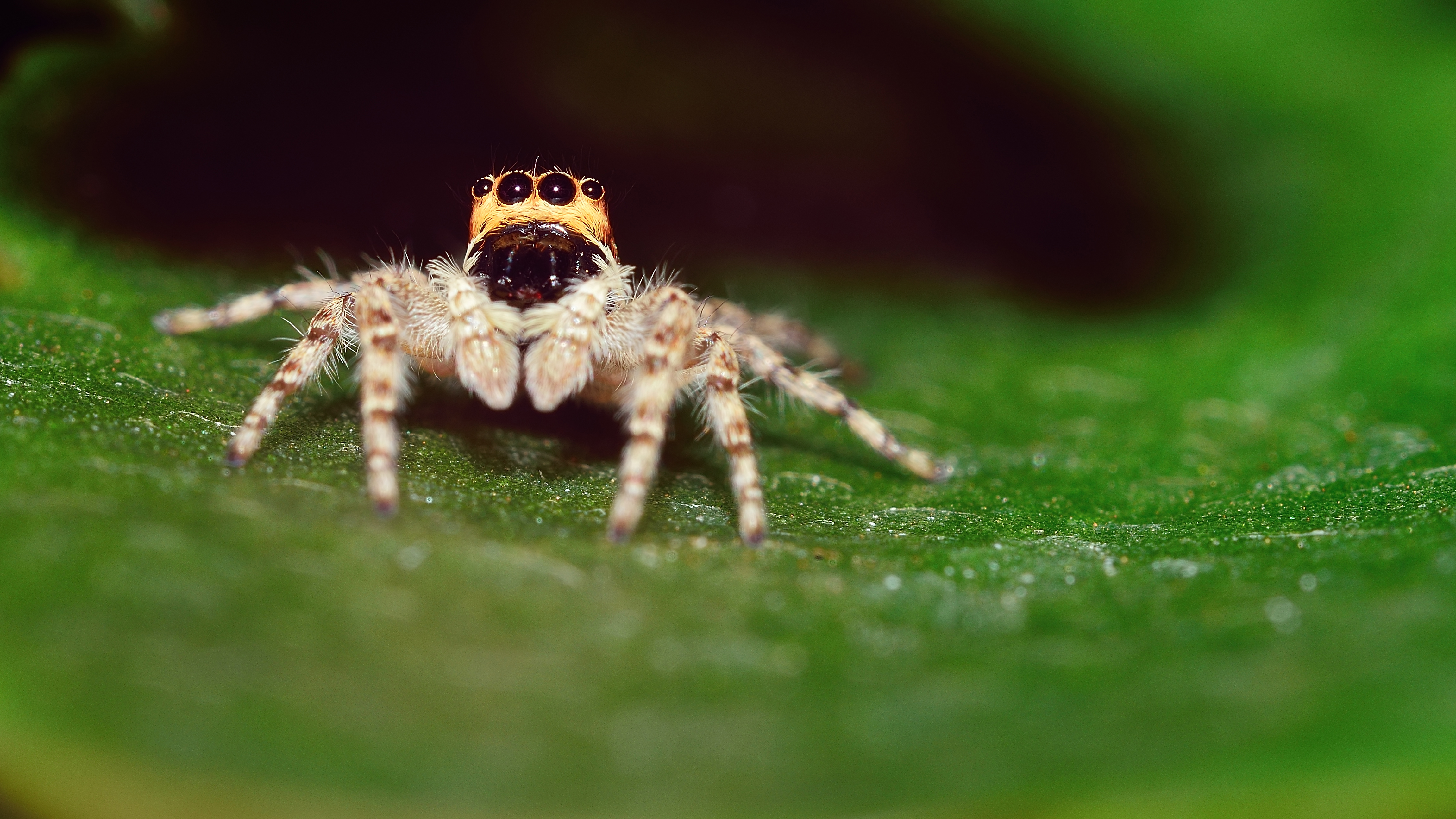 Salticidae observando