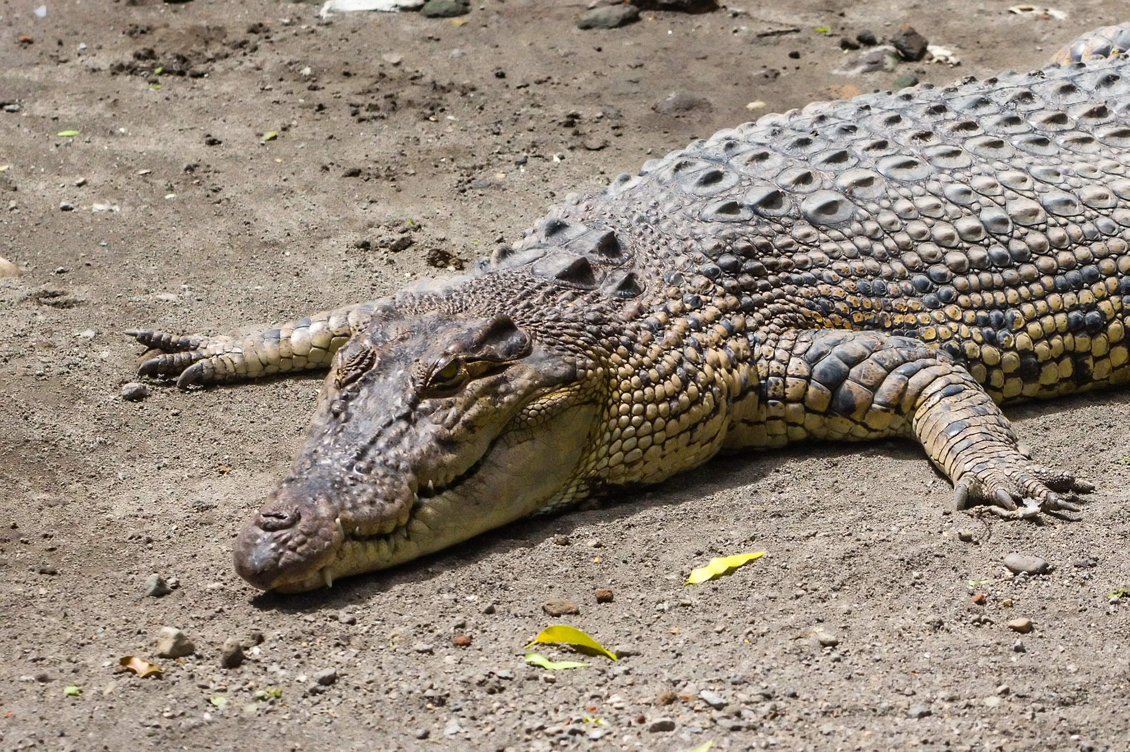 Saltwater crocodile (Crocodylus porosus), Gembira Loka Zoo, 2015-03-15 01