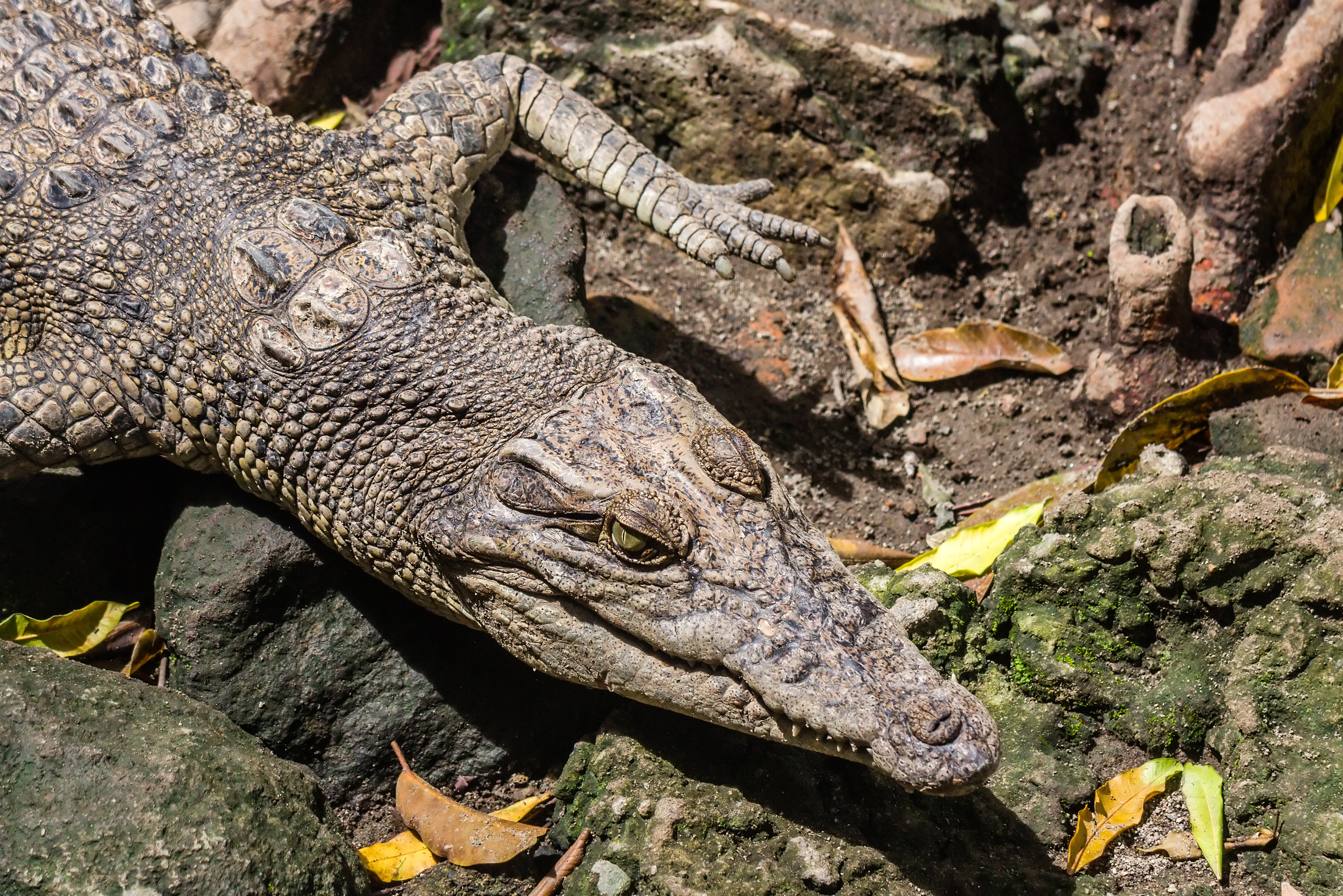Saltwater crocodile (Crocodylus porosus), Gembira Loka Zoo, 2015-03-15 03