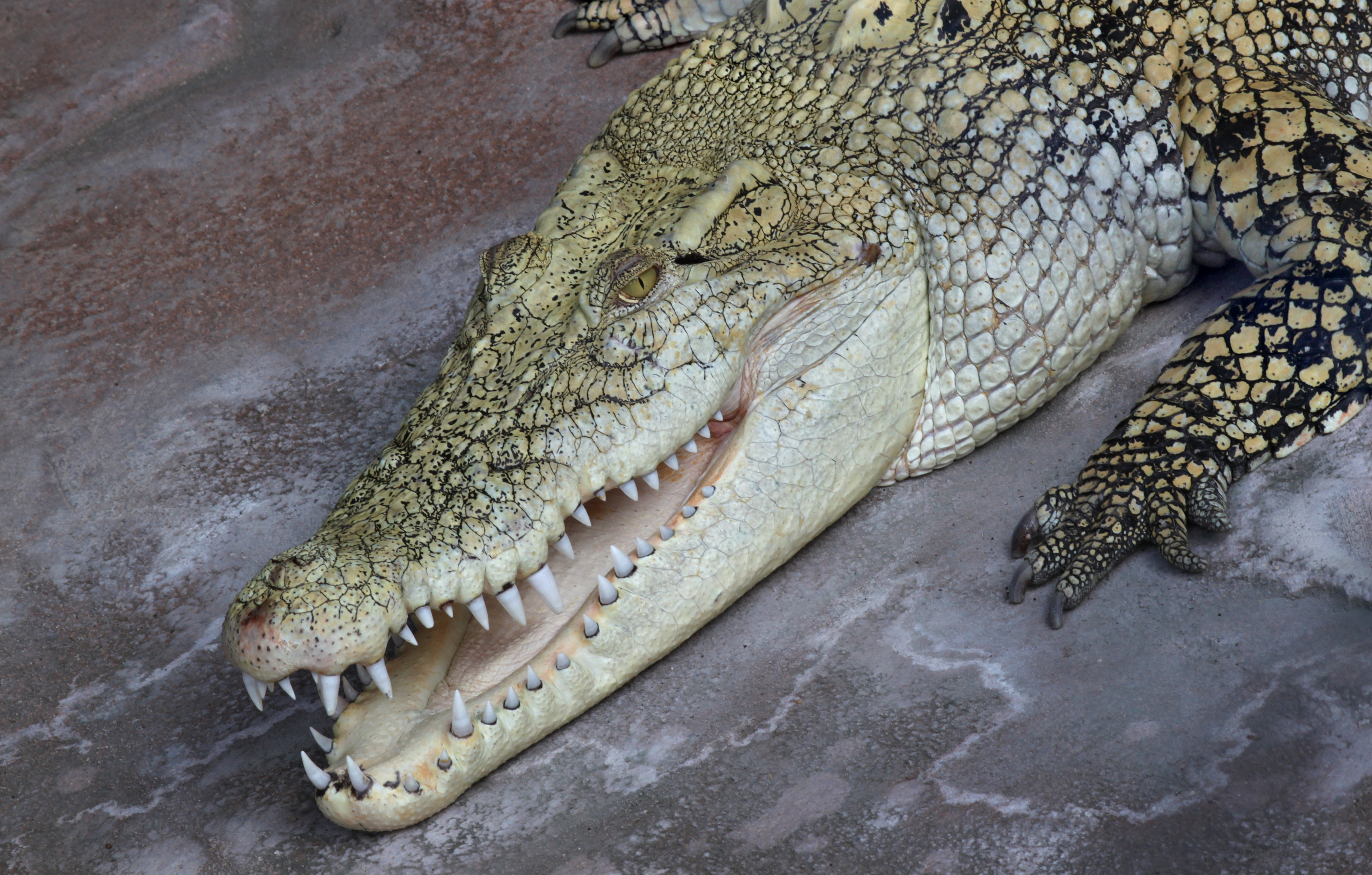 Salzwasserkrokodil Crocodylus porosus