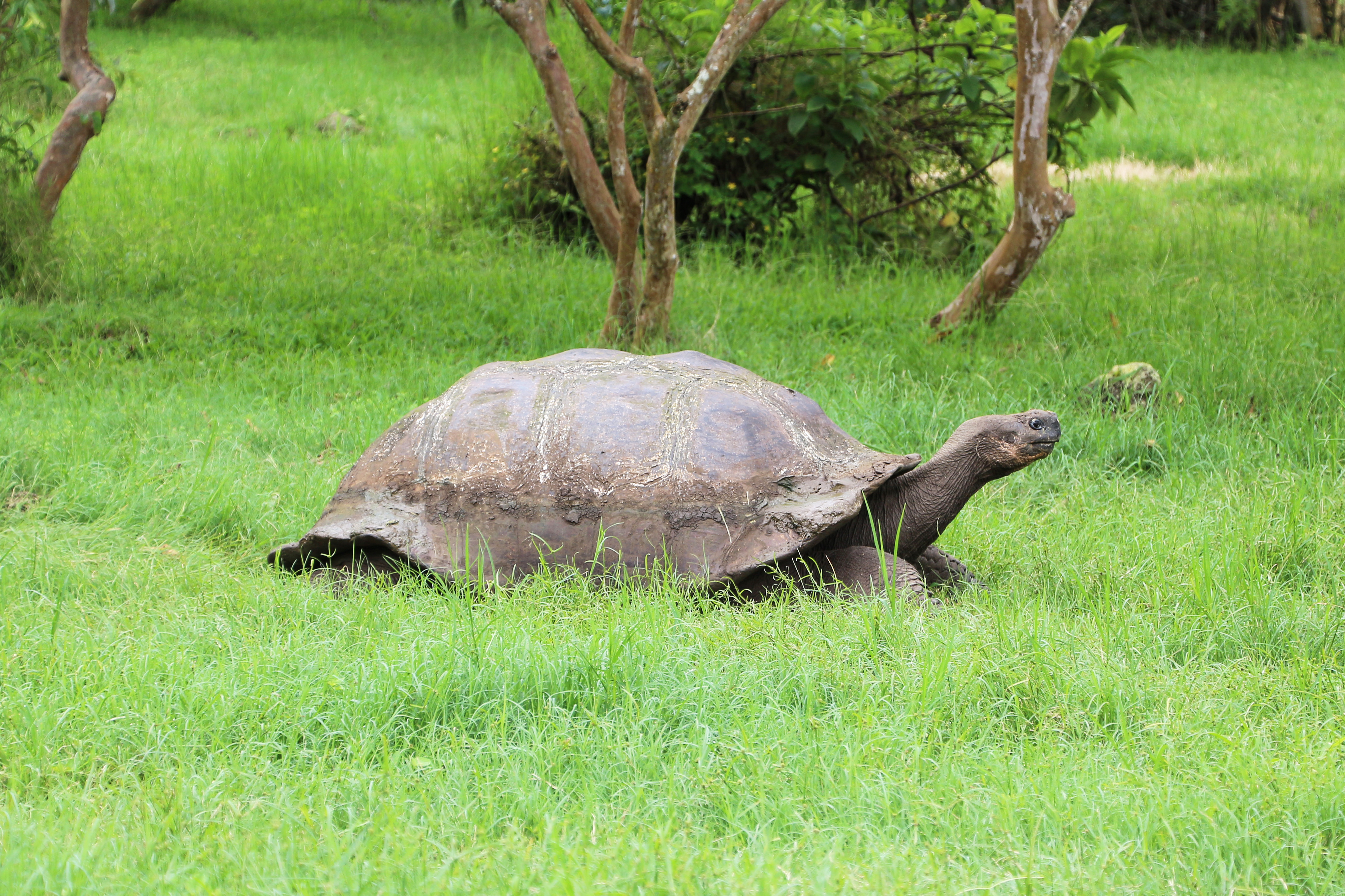 Santa Cruz giant tortoise 03