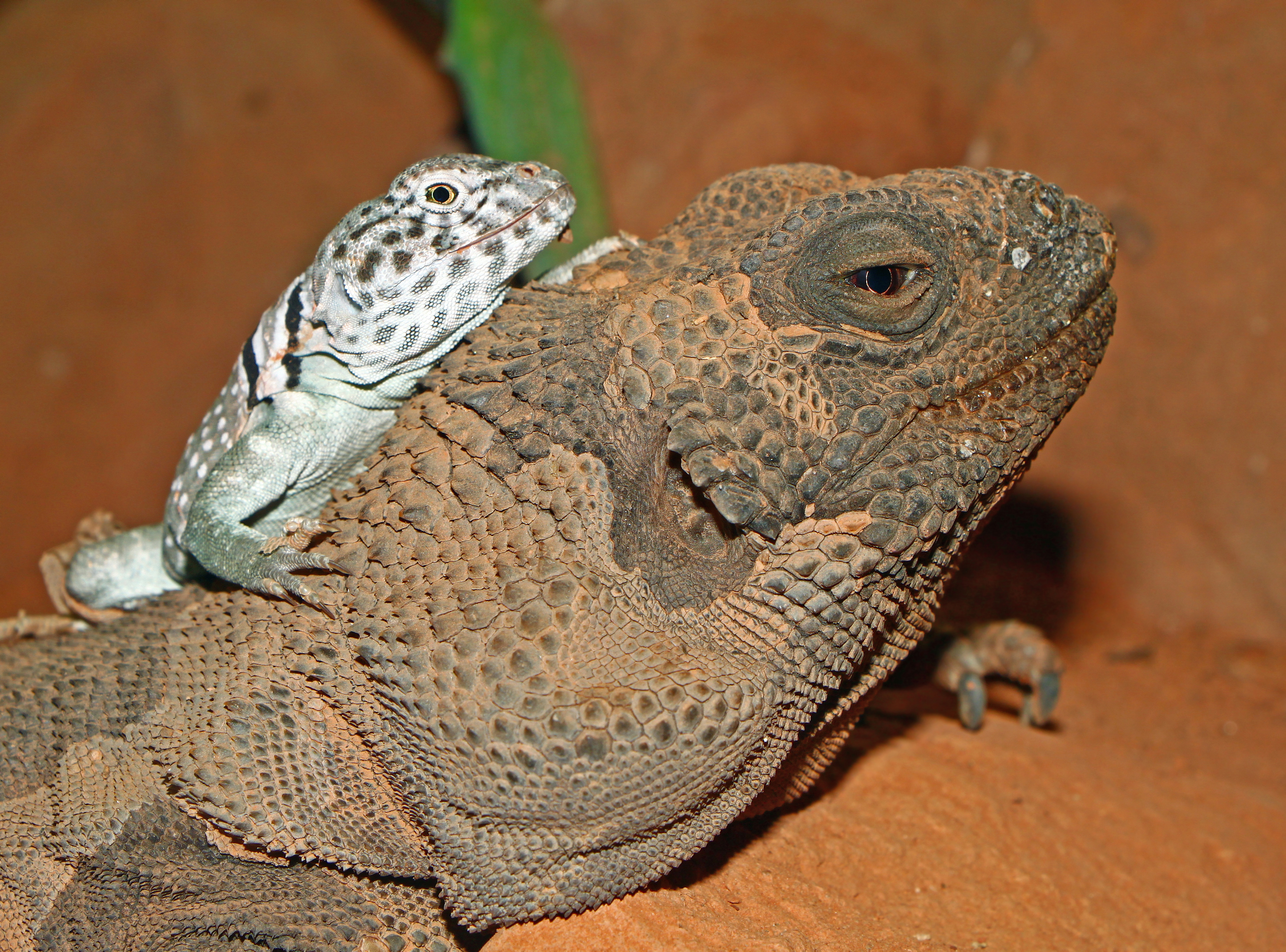 Sauromalus hispidus - Crotaphytus collaris