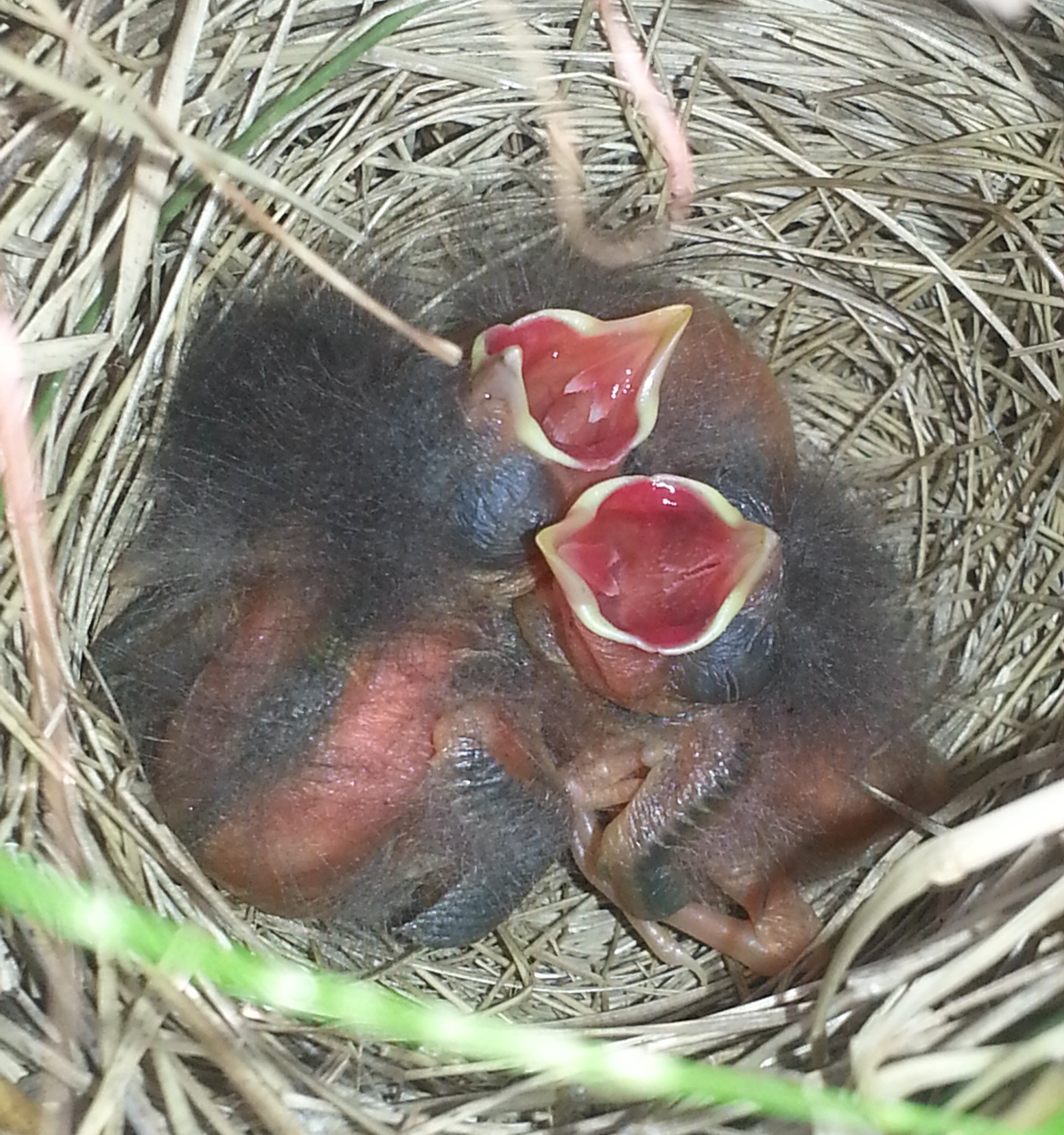Savannah Sparrow, Passerculus sandwichensis, pair of nestlings begging, nest, baby birds; AB Canada