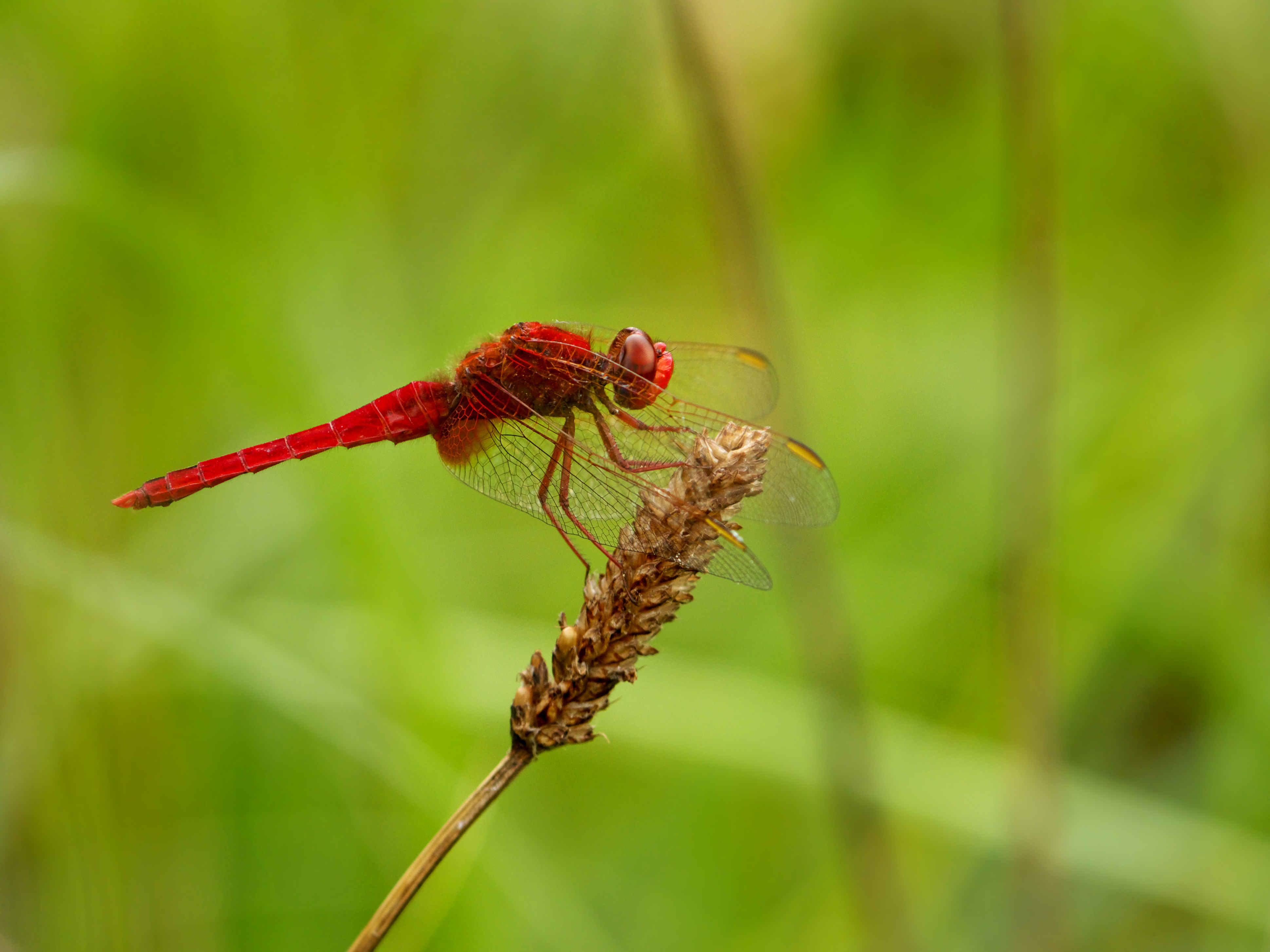 Scarlet Dragonfly (Crocothemis erythrea), Parc de Woluwé, Brussels (14859984607)