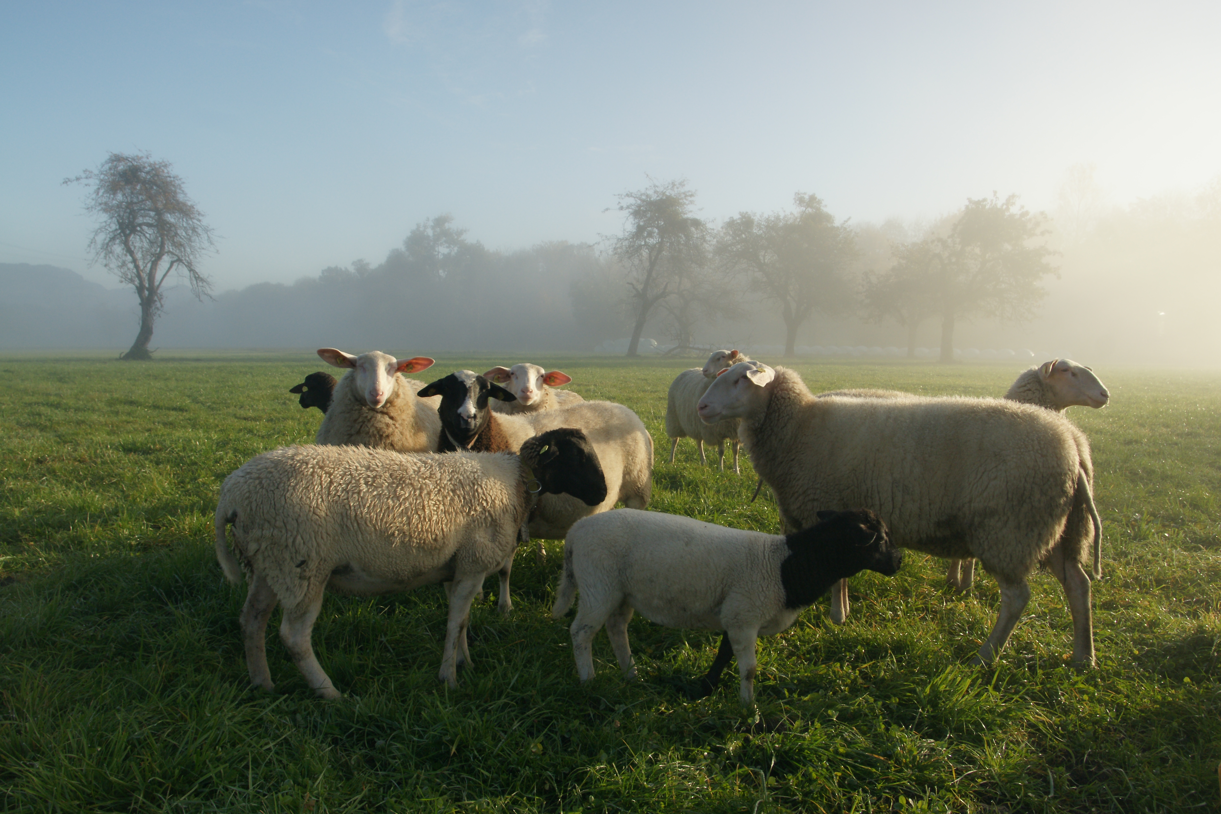 Schafe in Schoren