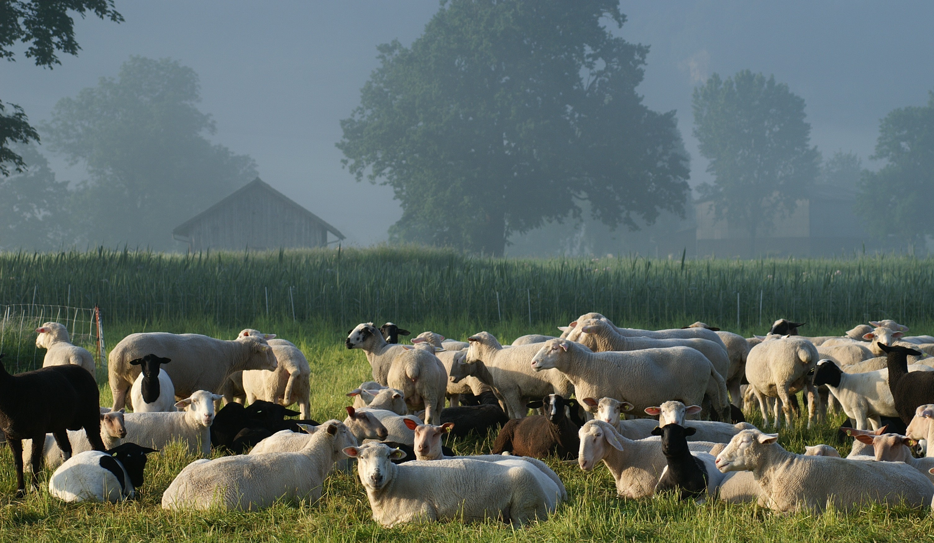 Schafherde02