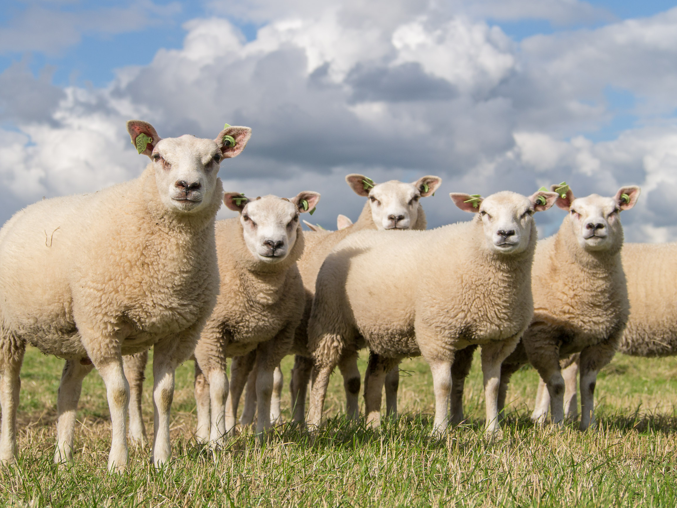 Schapen in de Alde Feanen 1