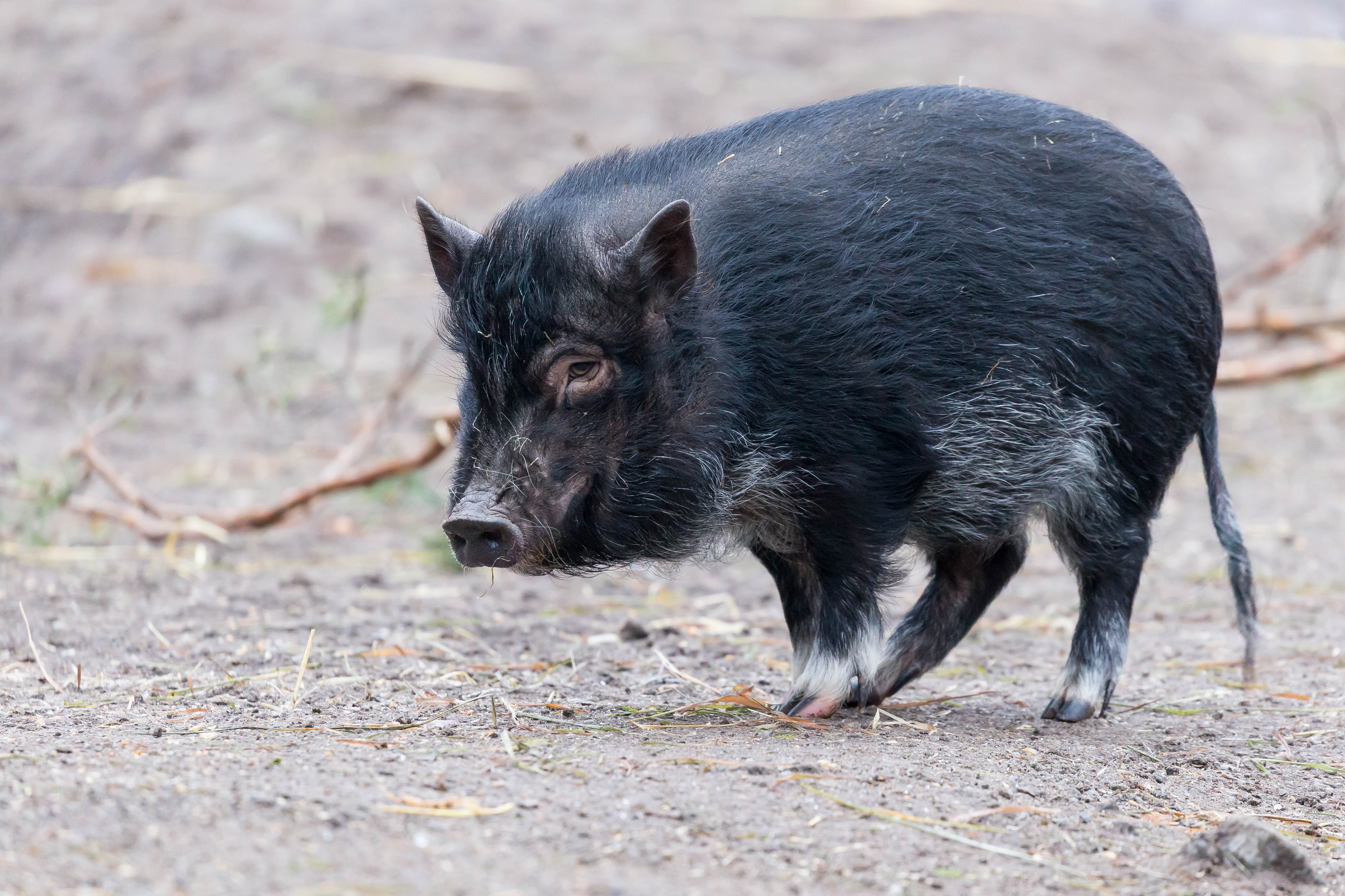 Scharzes Zwergschwein (31654268134)